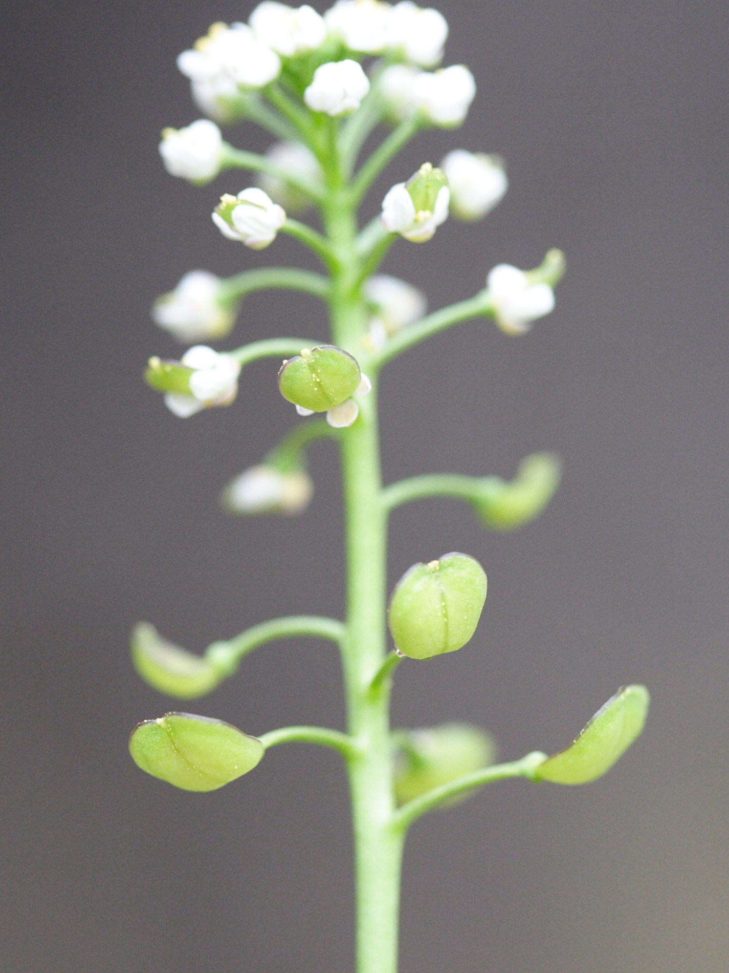 Afficher le média teesdalia_coronopifolia2md teesdalia_coronopifolia2md