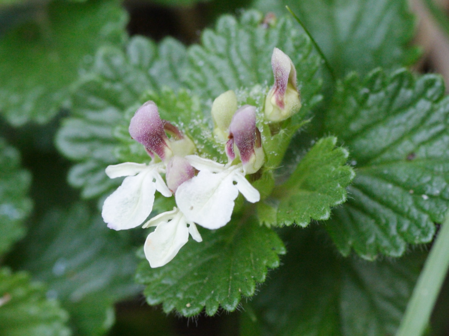 teucrium_pyrenaicum3md