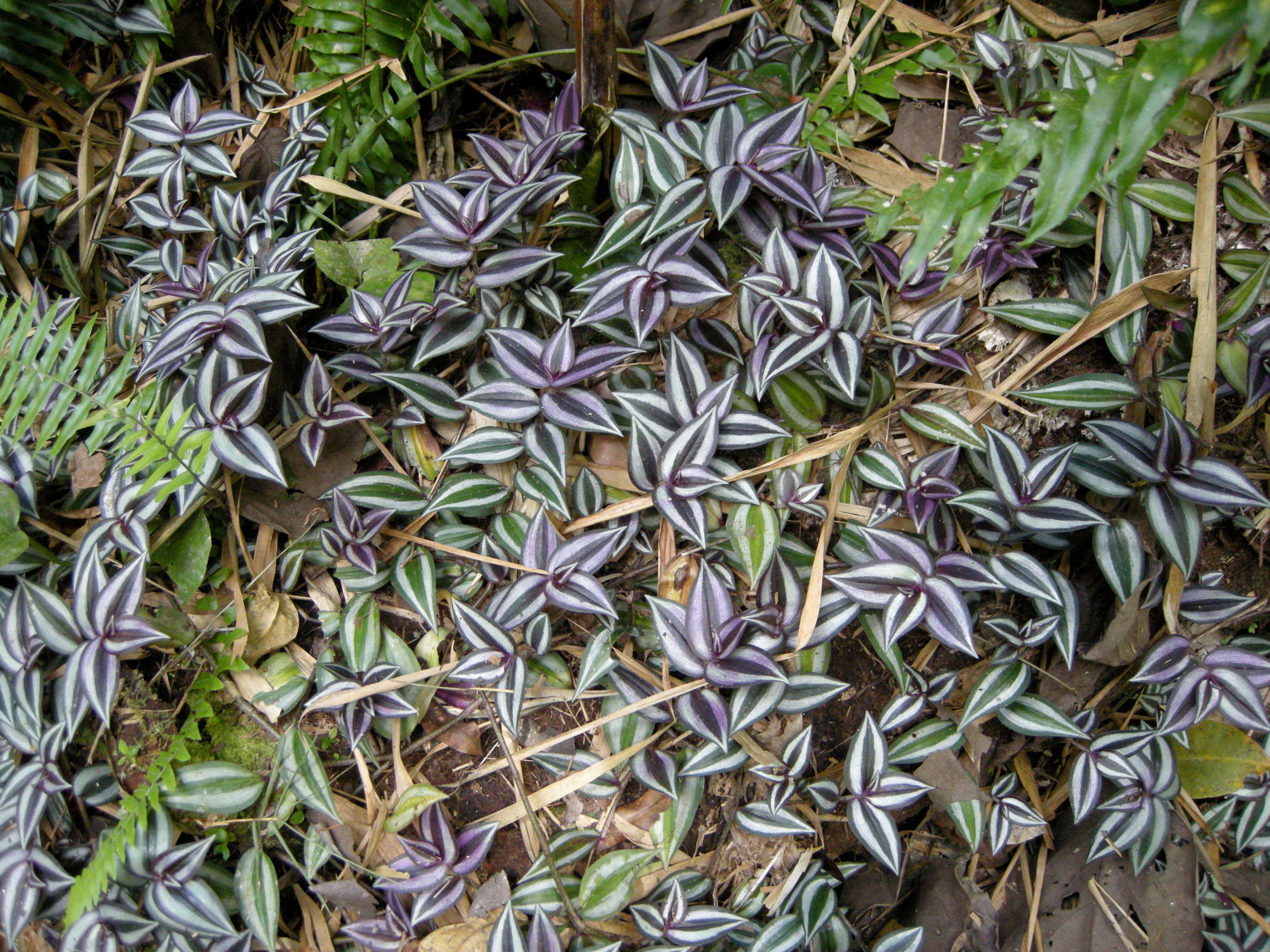 tradescantia_zebrina2md
