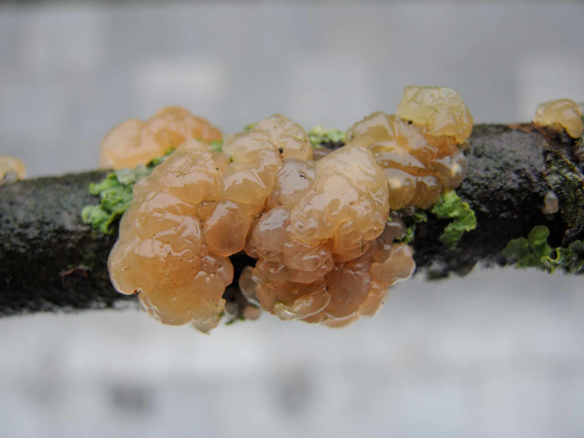 Afficher le média tremella_mesenterica3md tremella_mesenterica3md