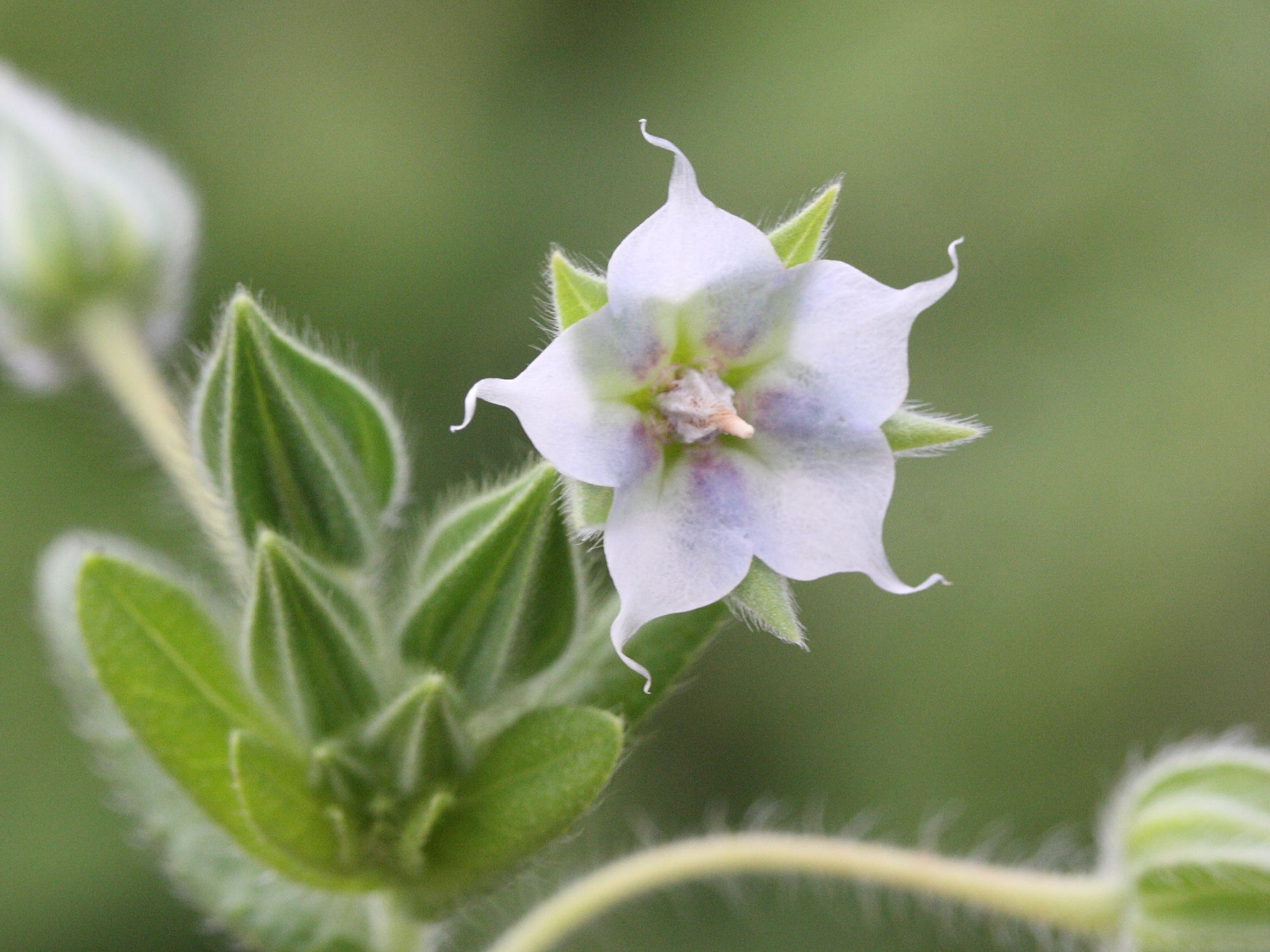 trichodesma_zeylanicum2bmd