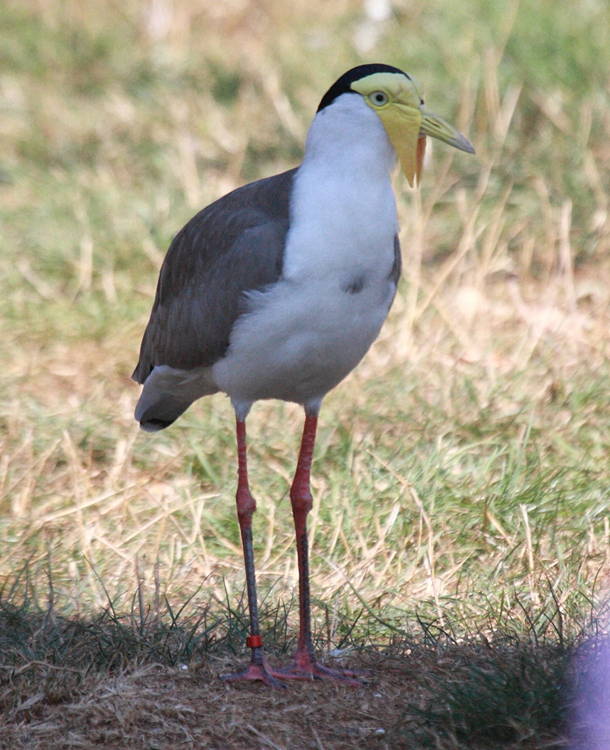 vanneau_soldat_-_vanellus_miles_miles3bd