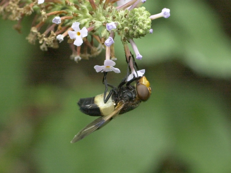 volucella_pellucens3md