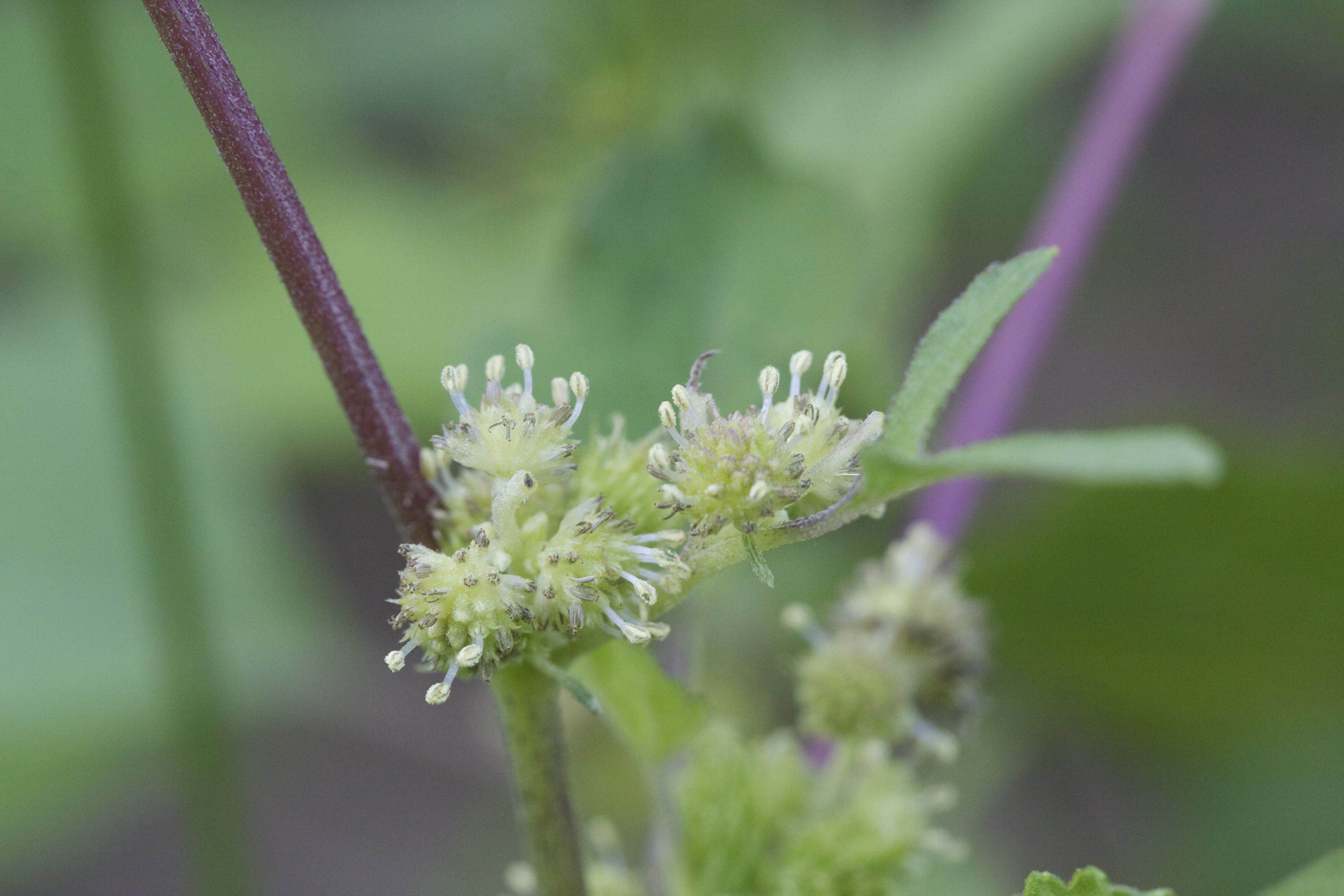 Afficher le média xanthium_albinum4md xanthium_albinum4md