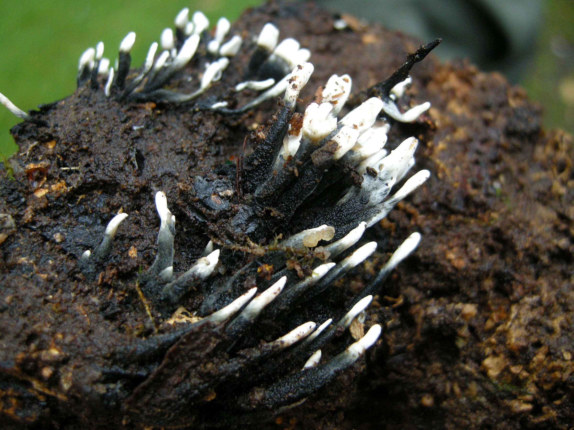 xylaria_hypoxylon3md