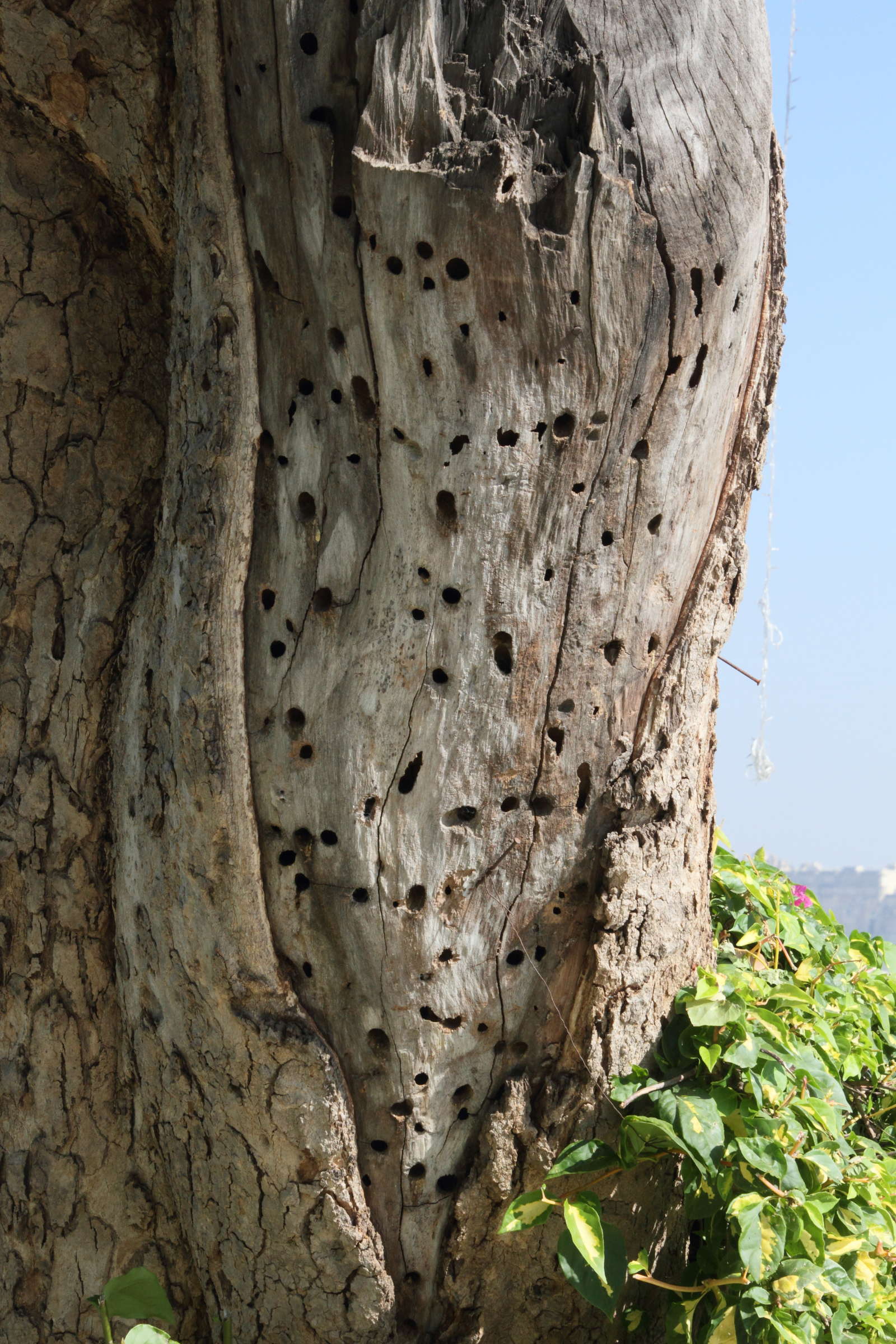 xylocopa_auripennis3md