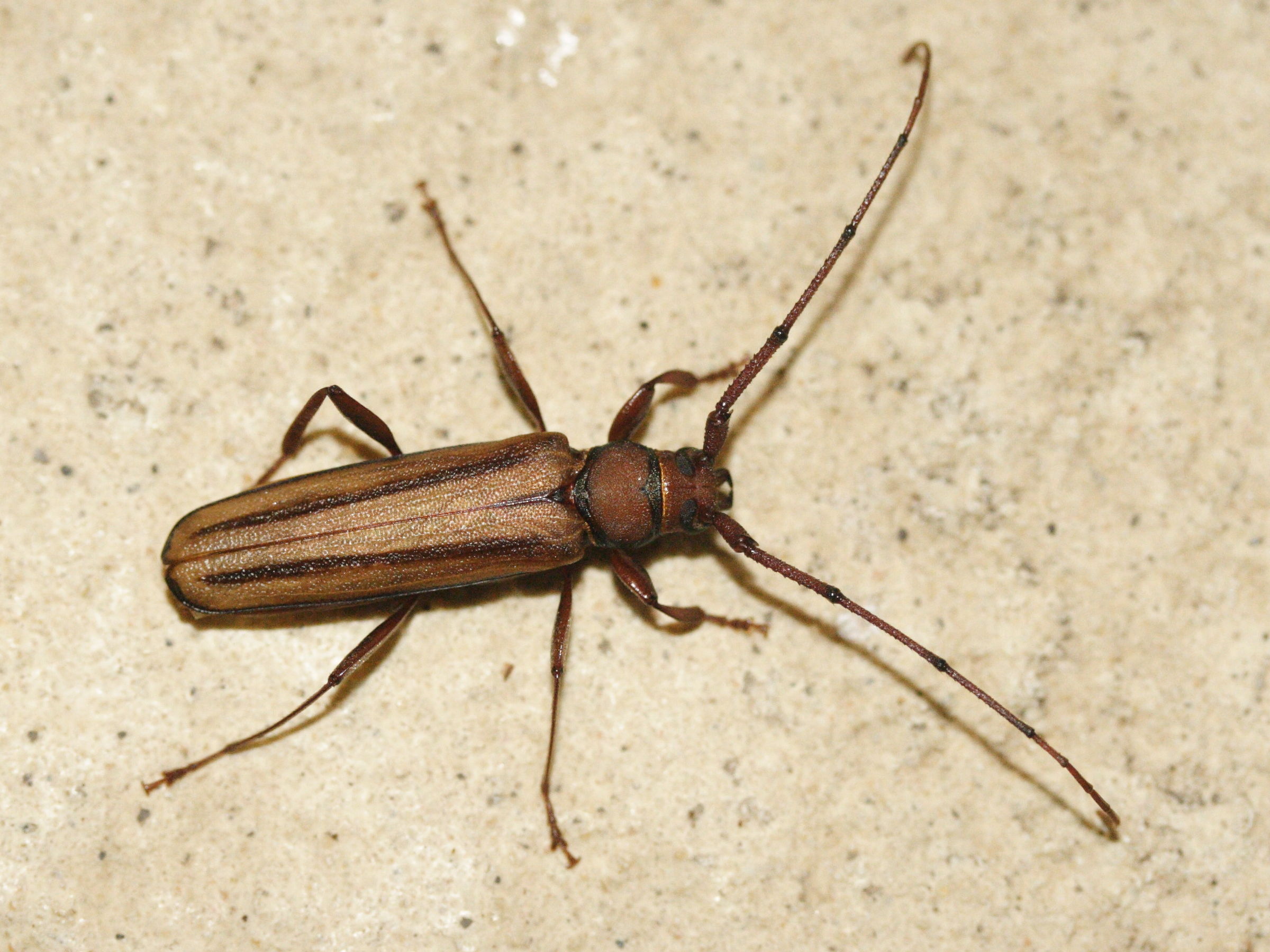 xystrocera_globosa1md