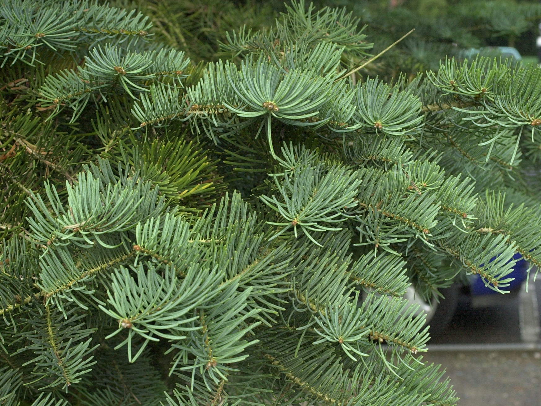 abies_concolor4md