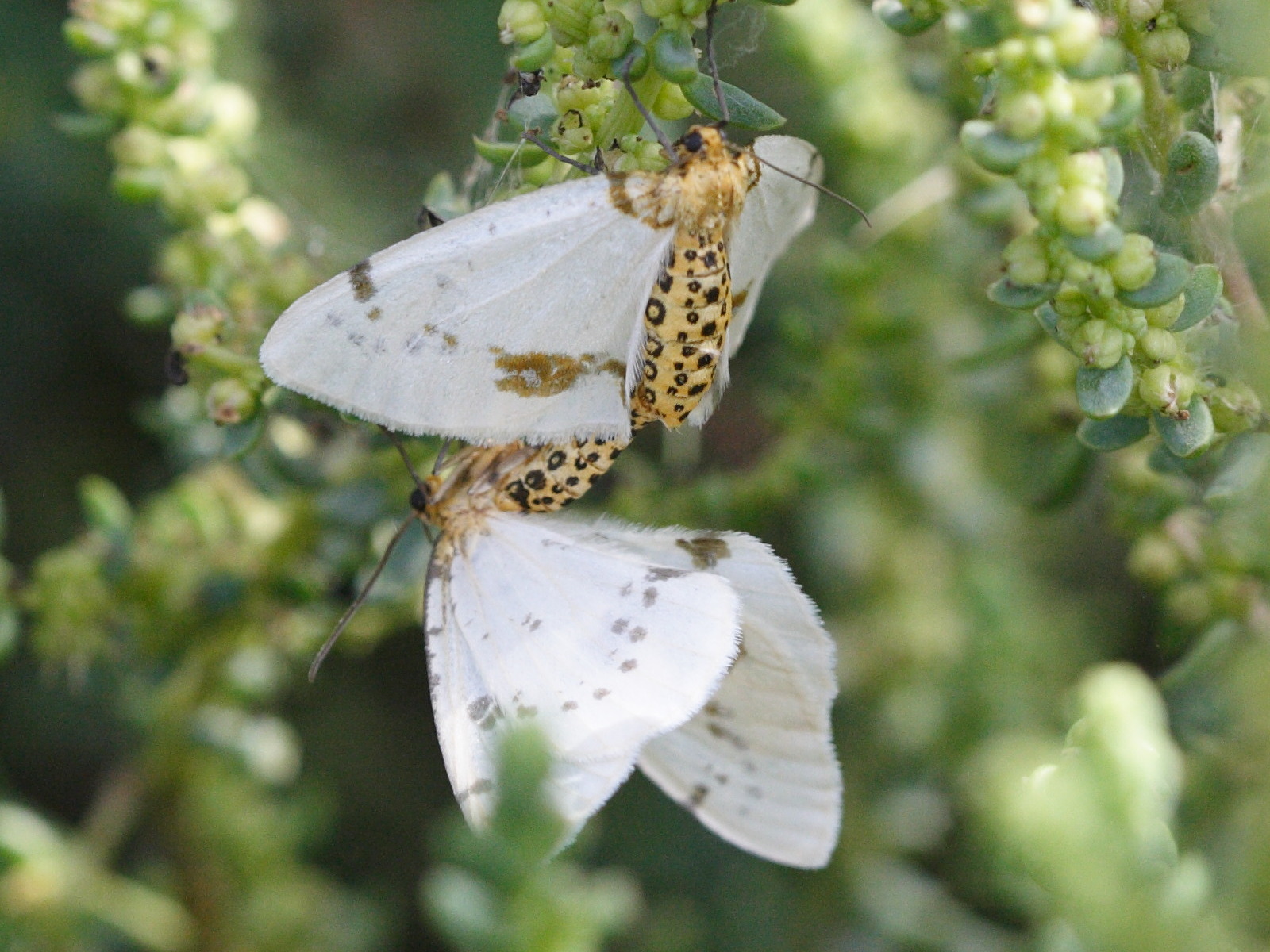 Afficher le média abraxas_pantaria abraxas_pantaria