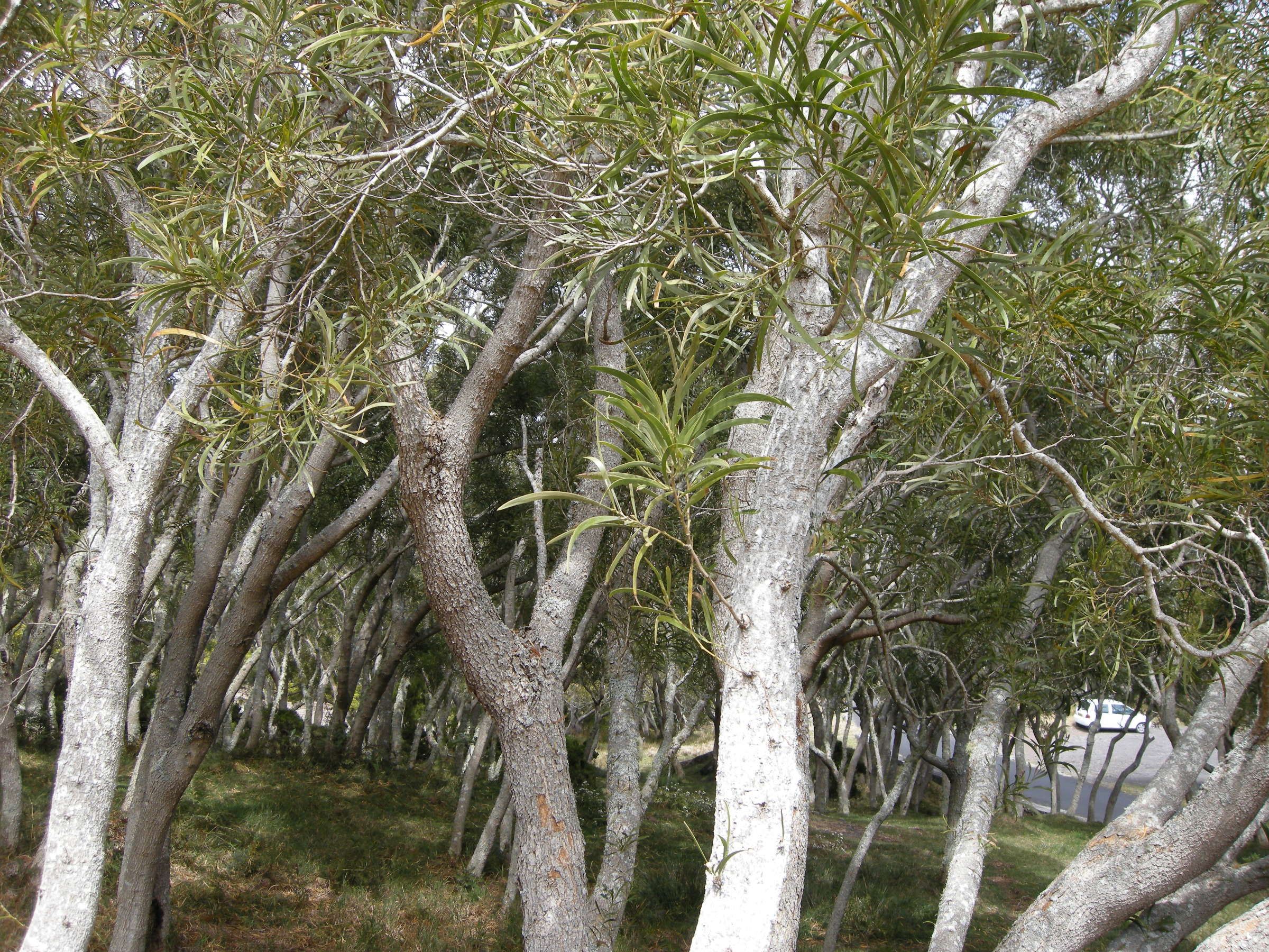 acacia_heterophylla2md