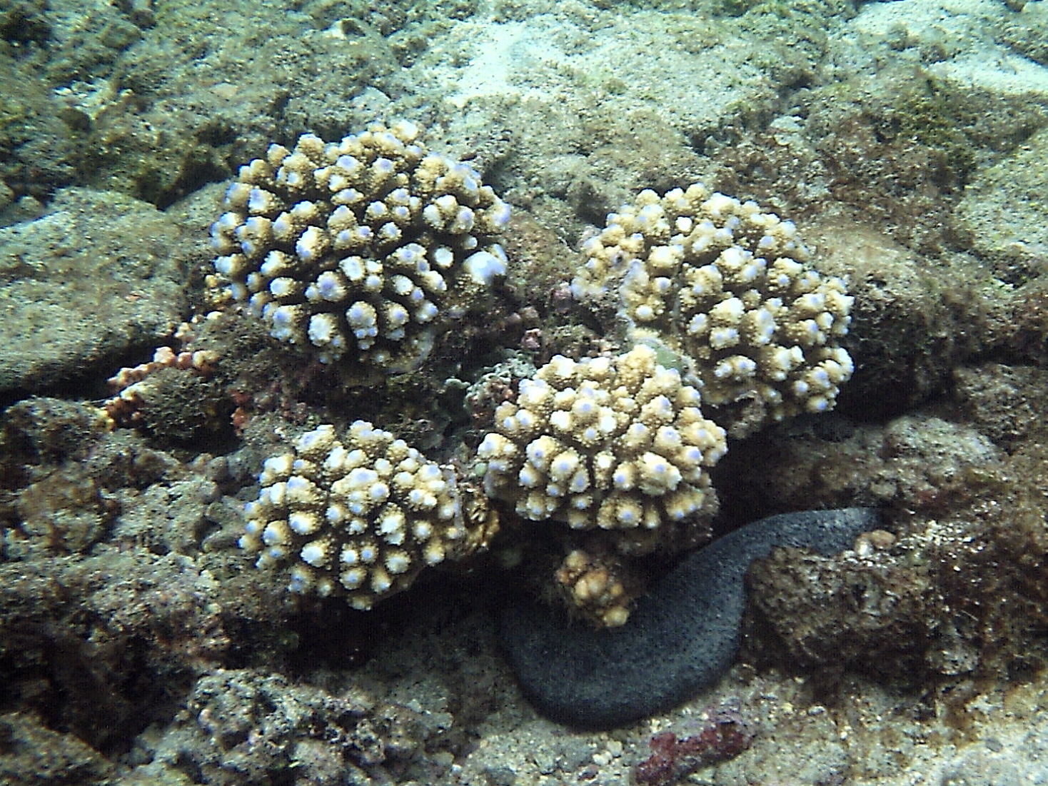 Afficher le média acropora_humilis2bd acropora_humilis2bd