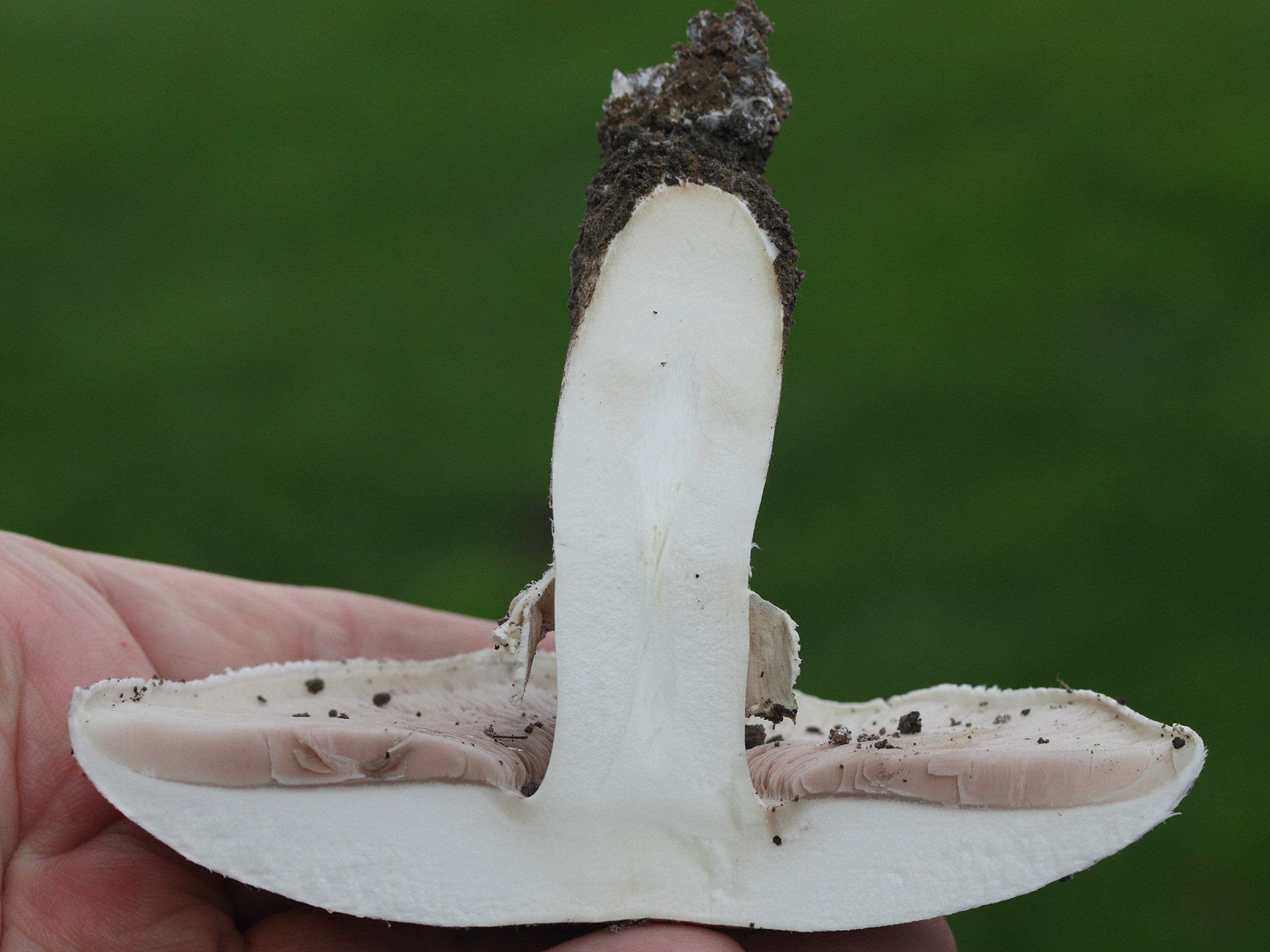 agaricus_silvicola5md