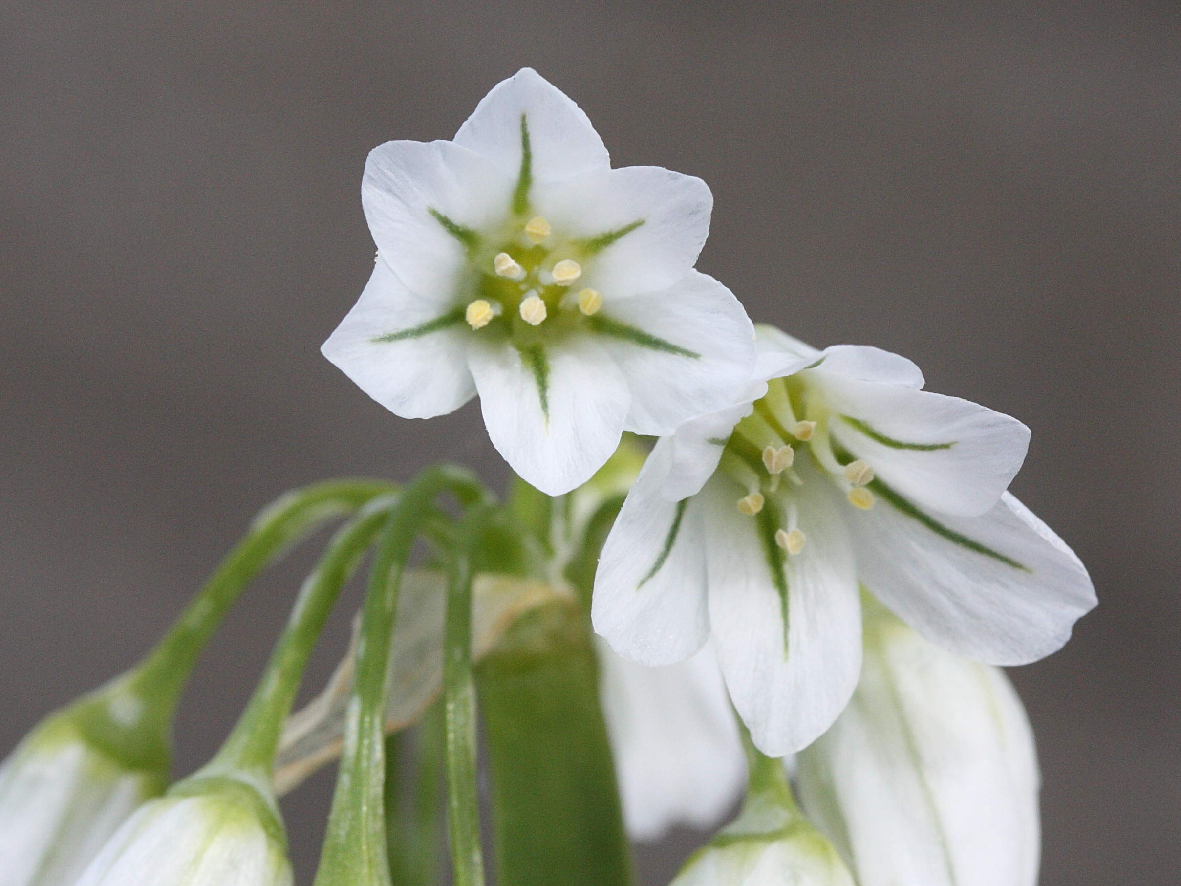 allium_triquetrum3md