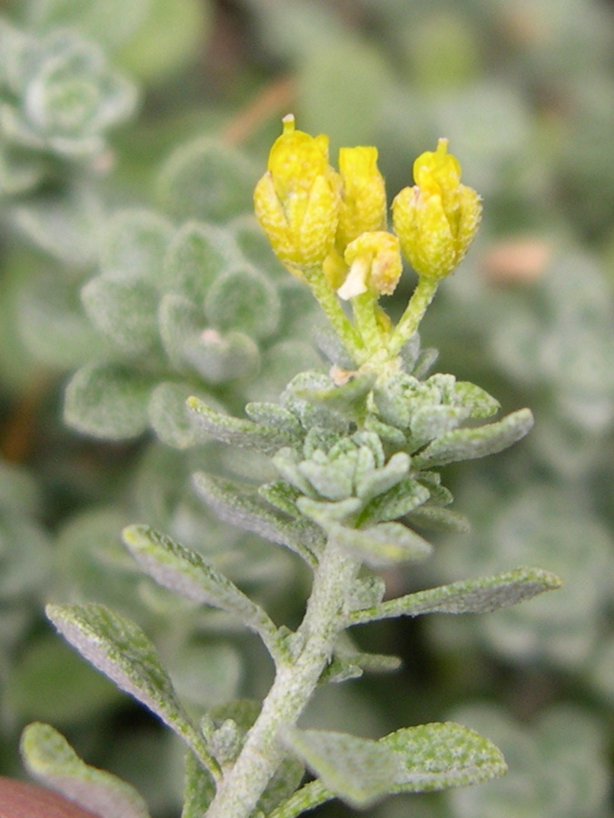 Afficher le média alyssum_alpestre3md alyssum_alpestre3md