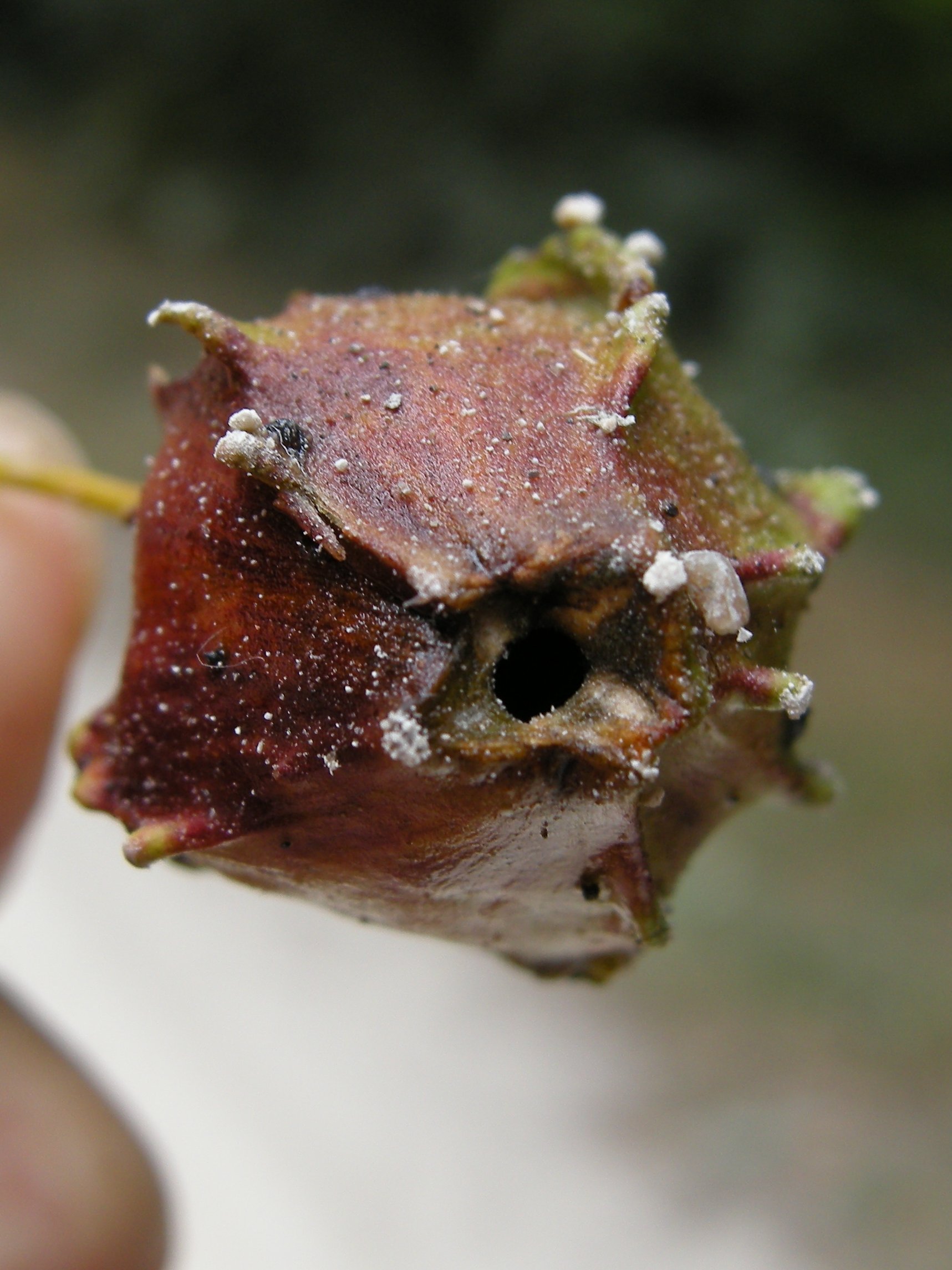 andricus_quercuscalicis_galle4md