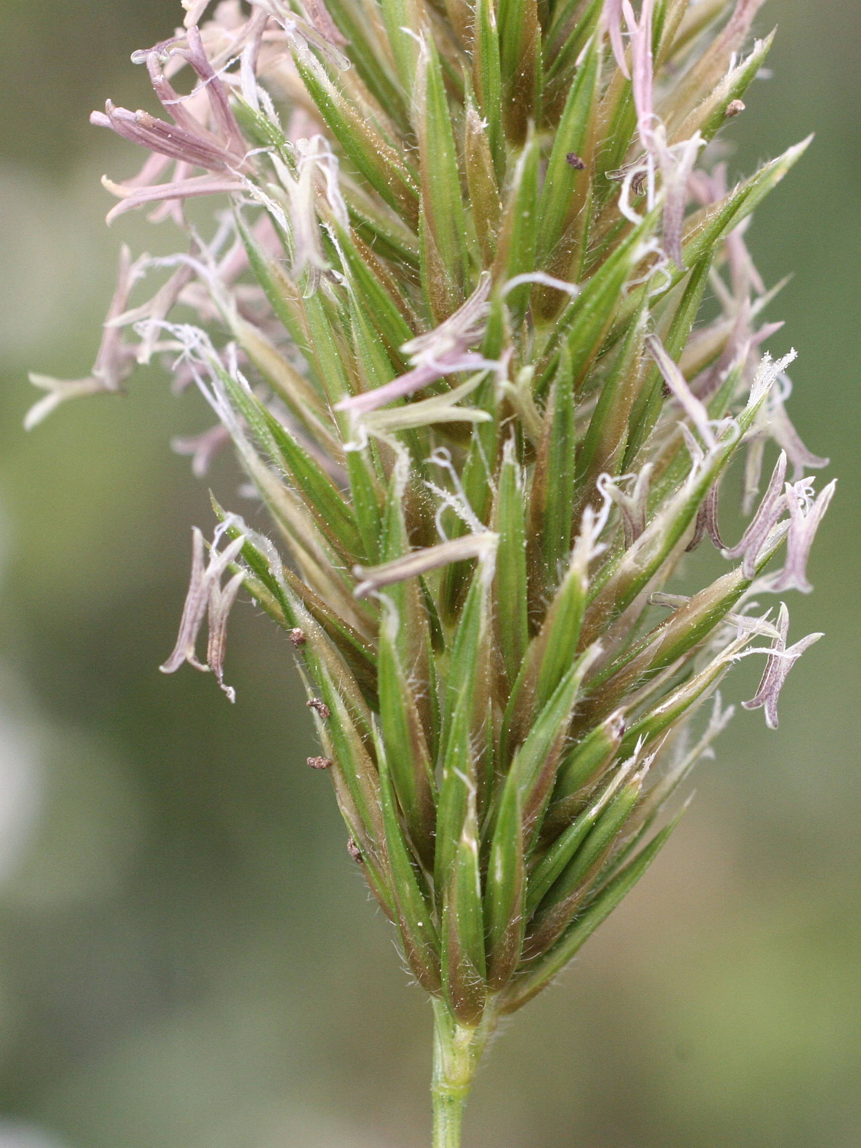 anthoxanthum_odoratum2md