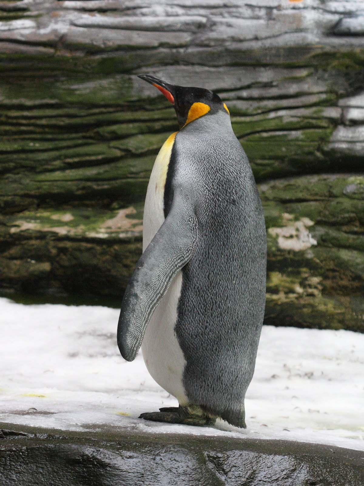 Aptenodytes_patagonicus