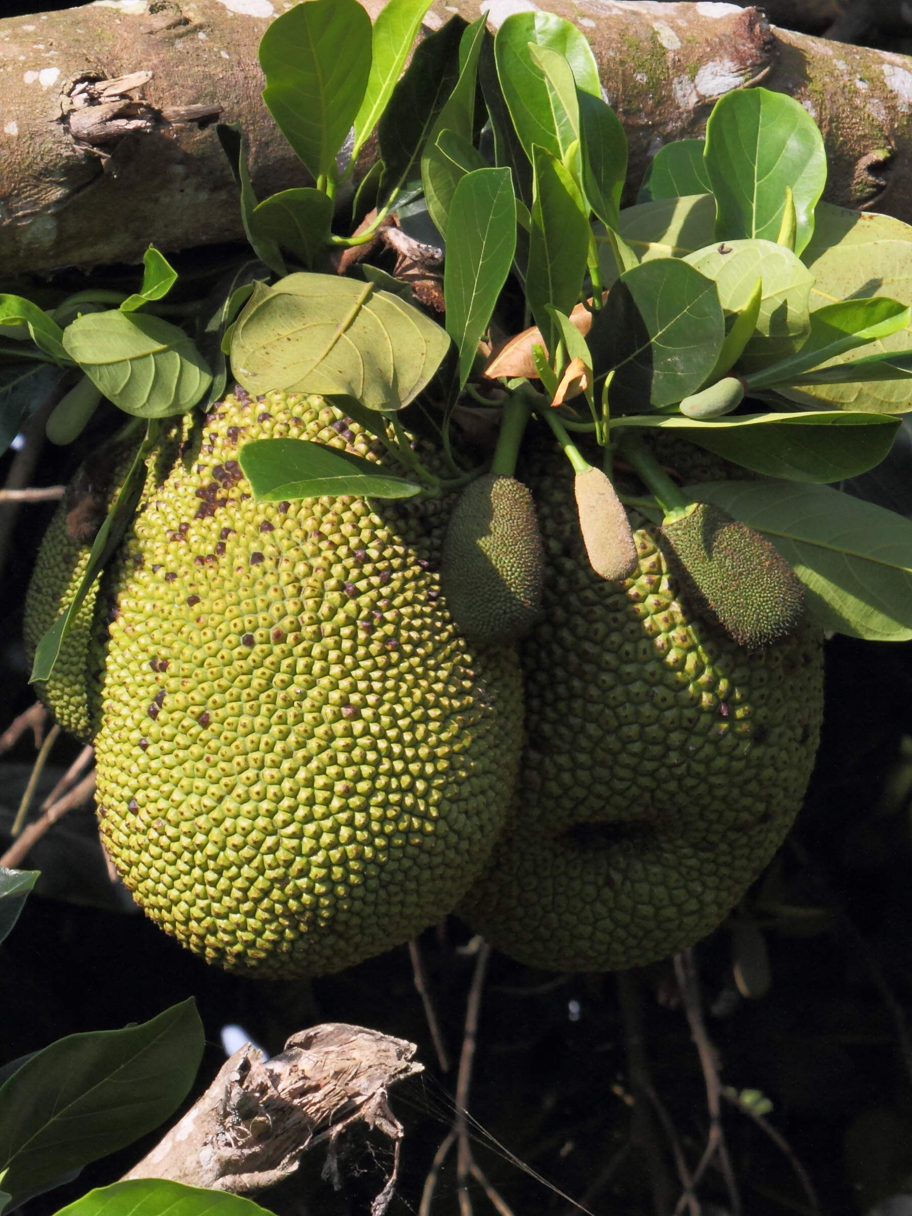 artocarpus_heterophyllus7bd