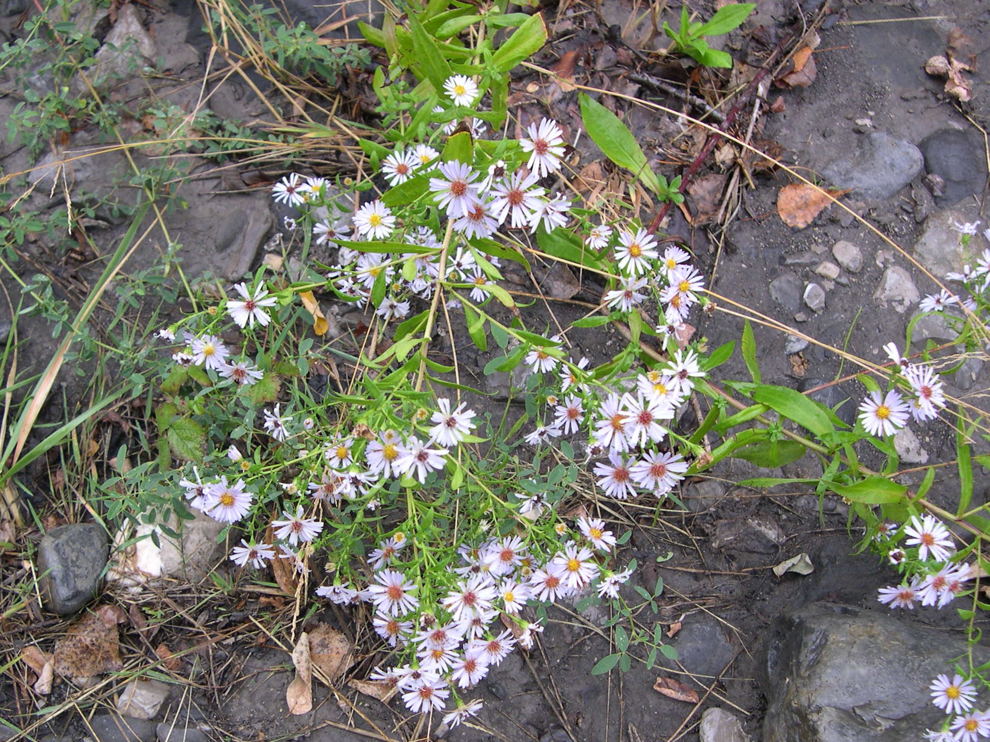 aster_novi-belgii2md