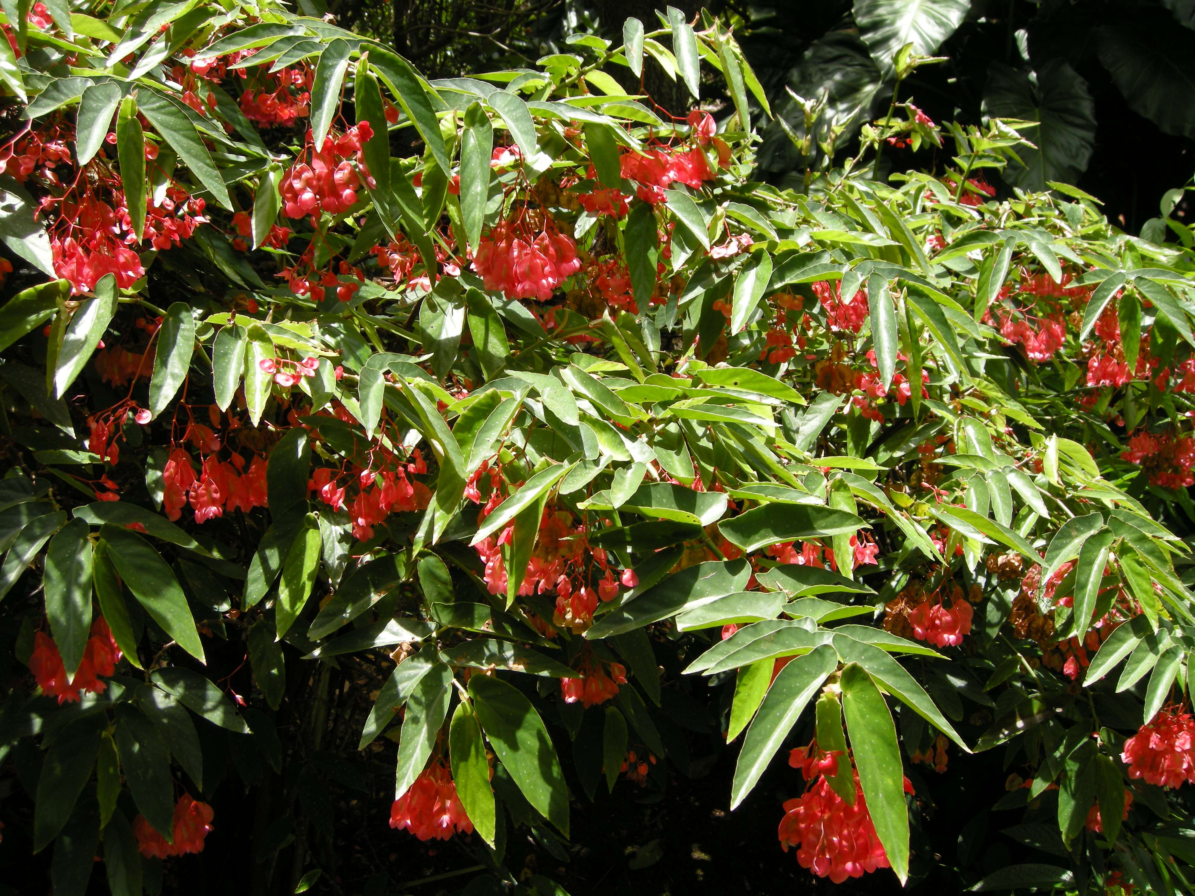 Afficher le média begonia_maculata1md begonia_maculata1md