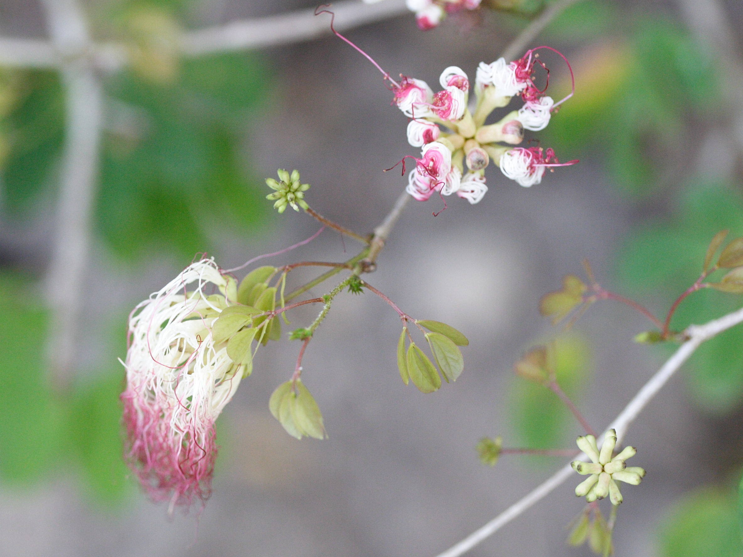 Afficher le média calliandra_tergemina3md calliandra_tergemina3md