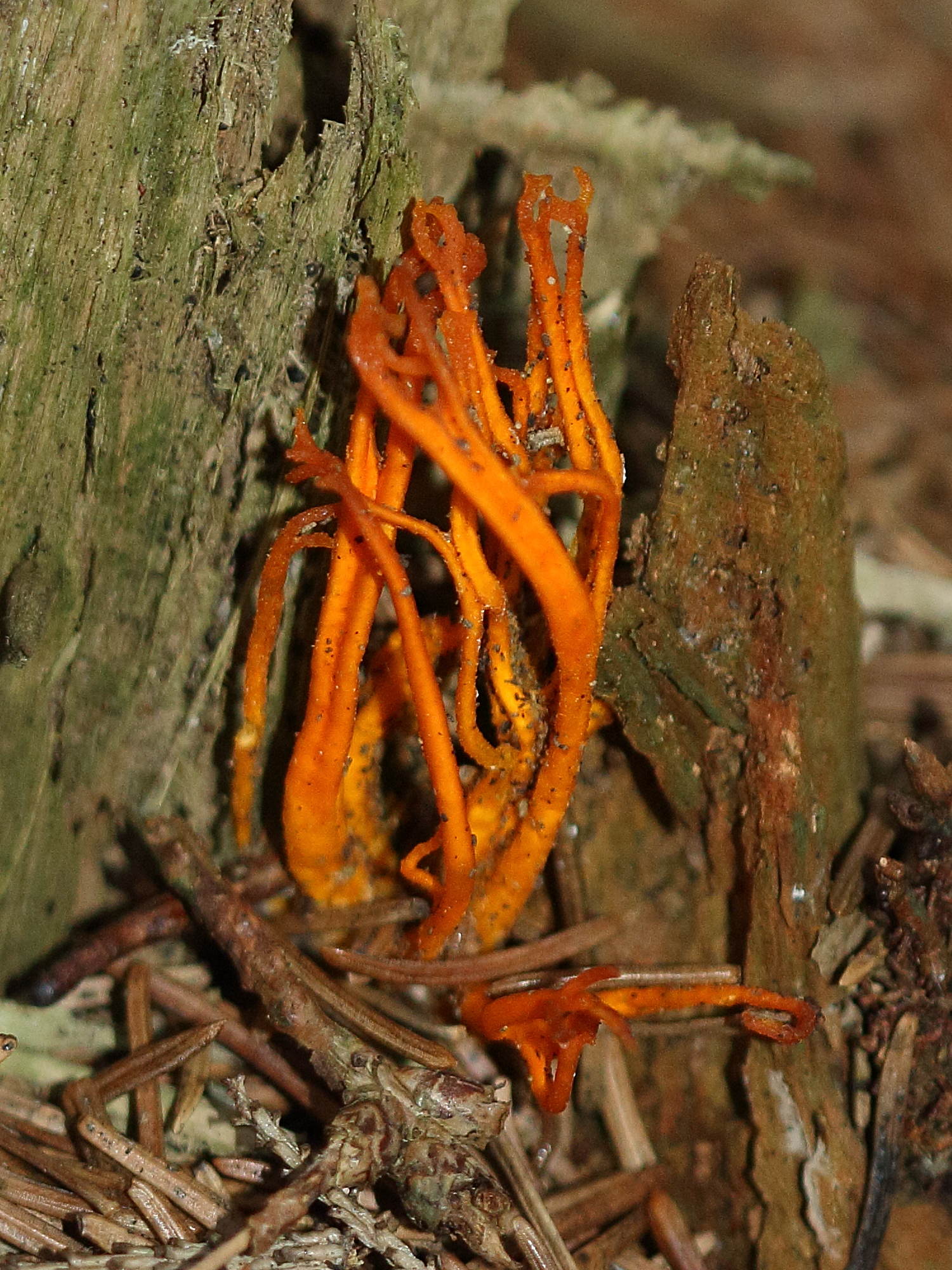 Afficher le média calocera_viscosa1bd calocera_viscosa1bd