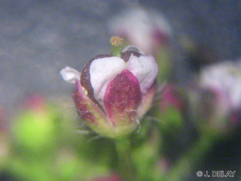 Afficher le média capsella_rubella1jd capsella_rubella1jd