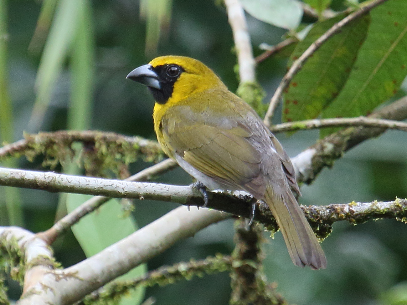 Afficher le média cardinal_a_ventre_blanc_-_caryothraustes_poliogaster3bd cardinal_a_ventre_blanc_-_caryothraustes_poliogaster3bd