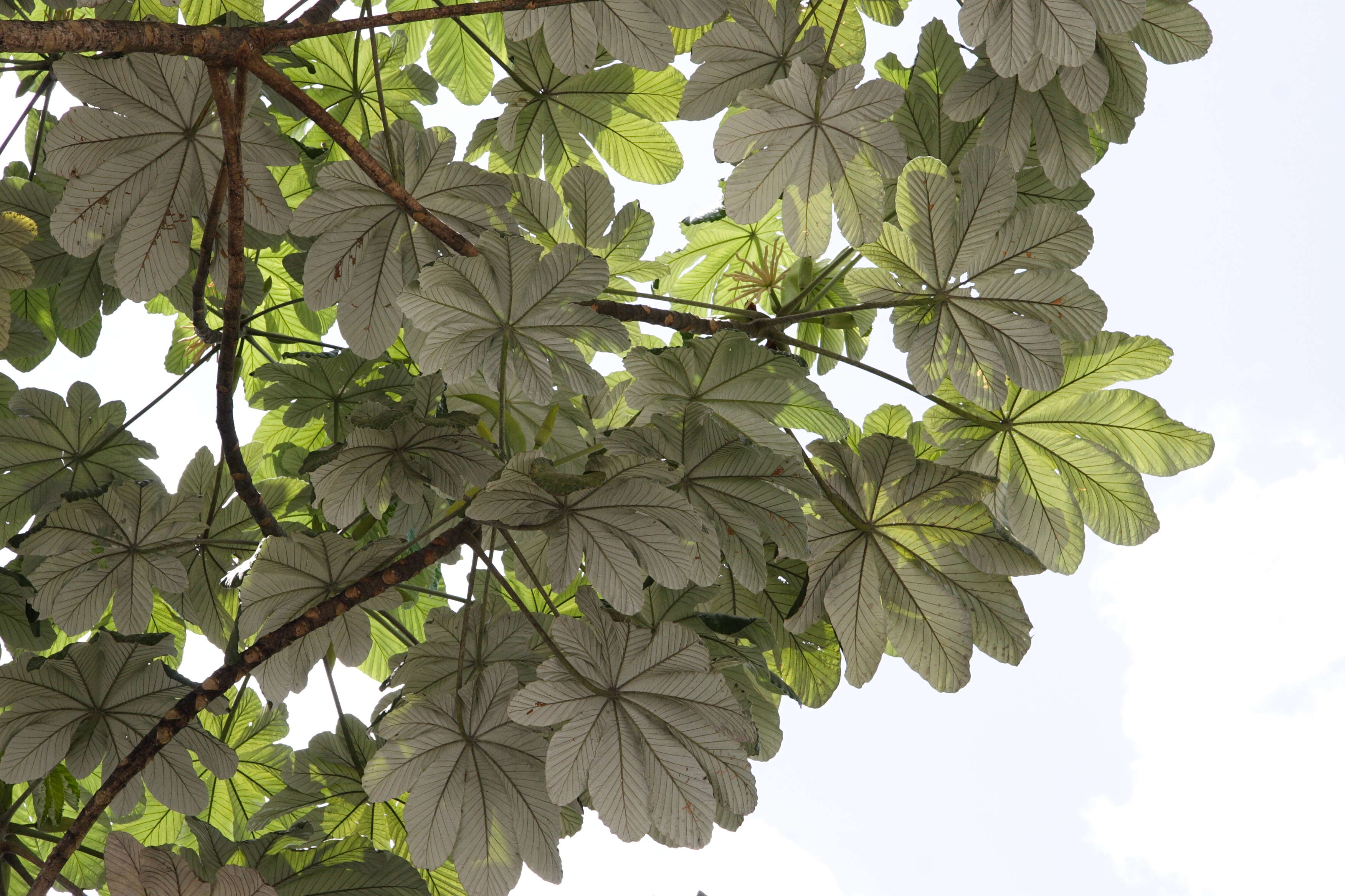 Afficher le média cecropia_schreberiana1md cecropia_schreberiana1md