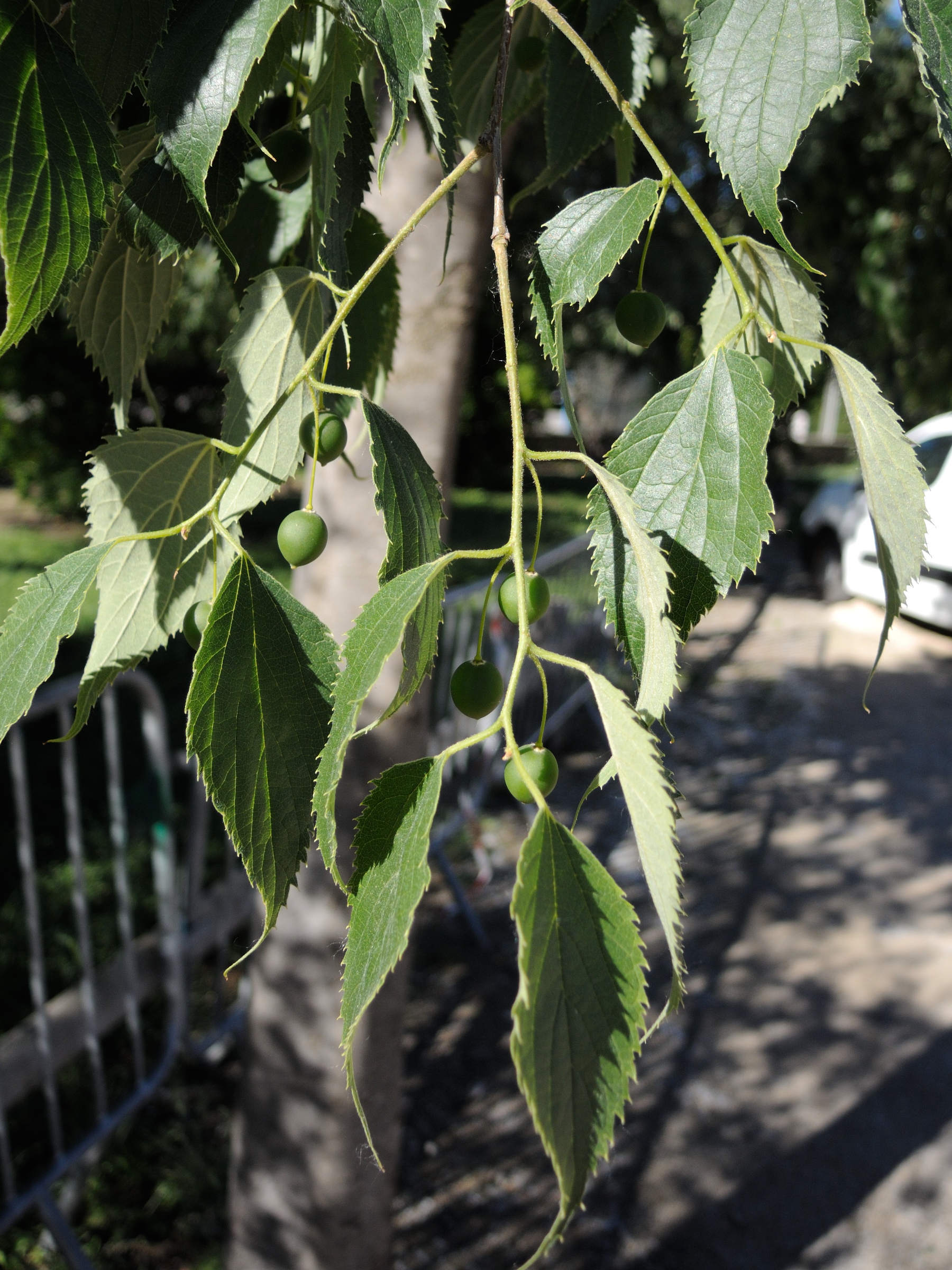 celtis_australis2md