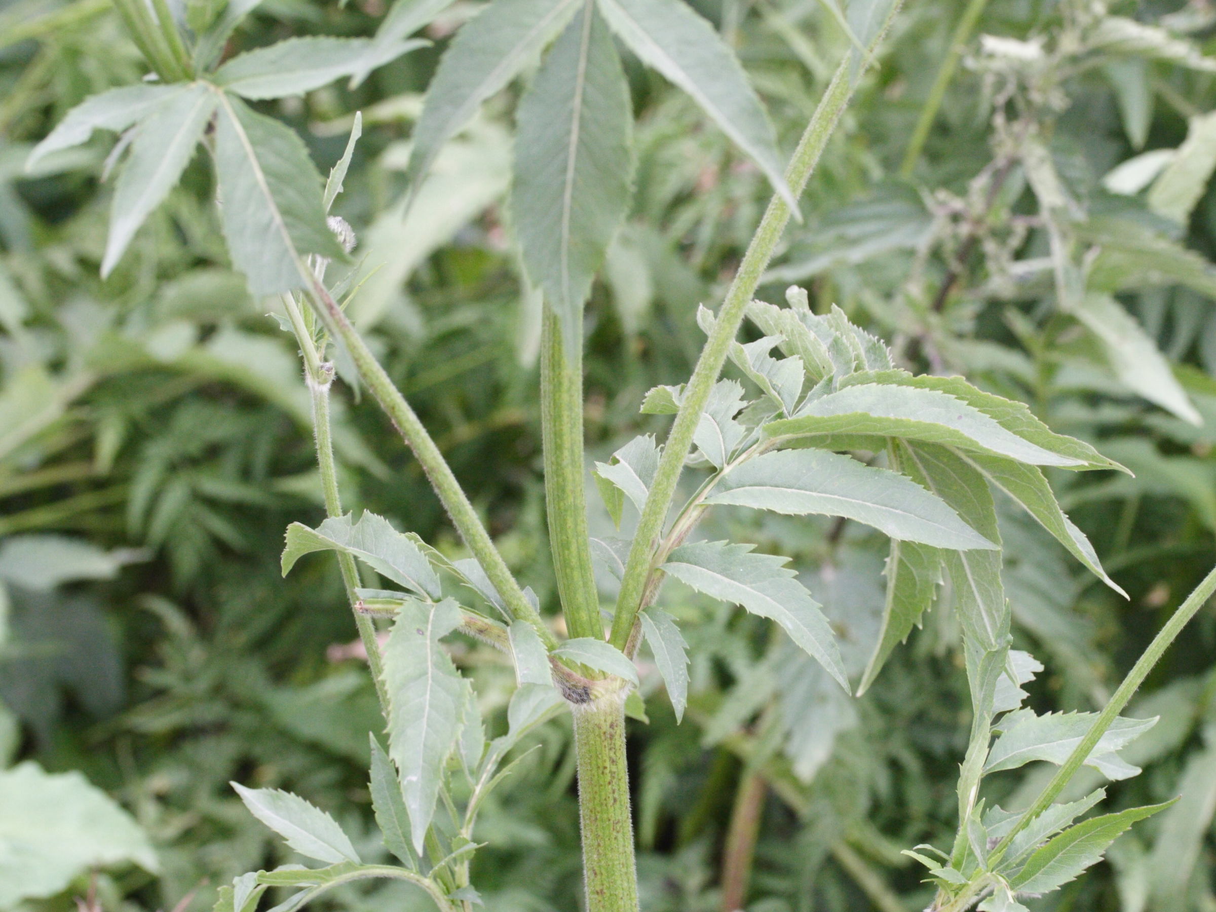 cephalaria_alpina3md