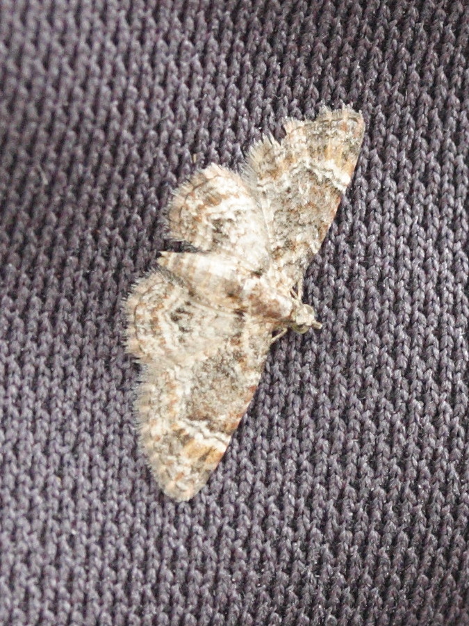 chloroclystis_derasata1md