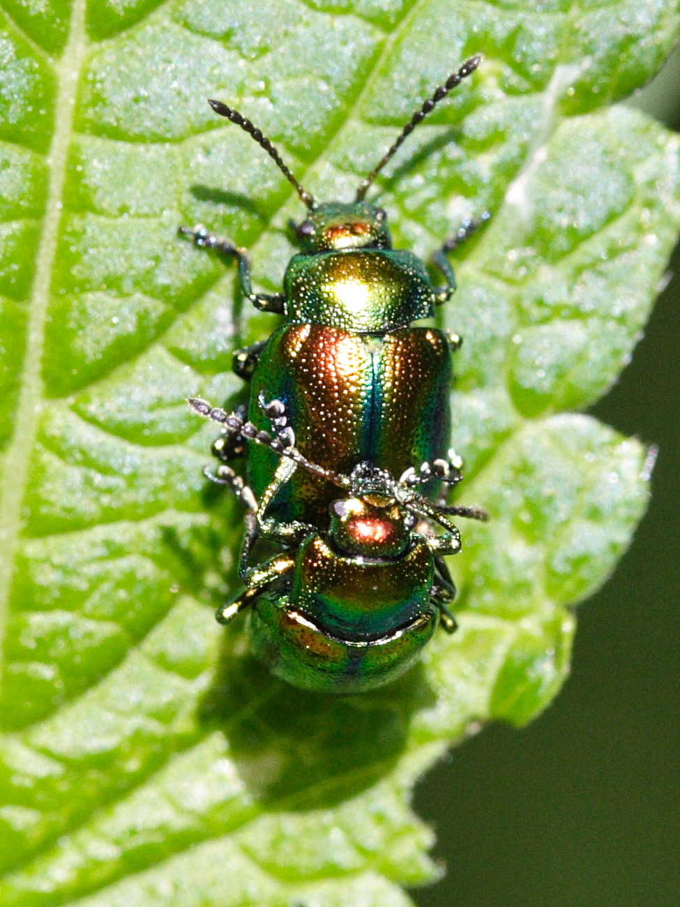 chrysolina_fastuosa5md