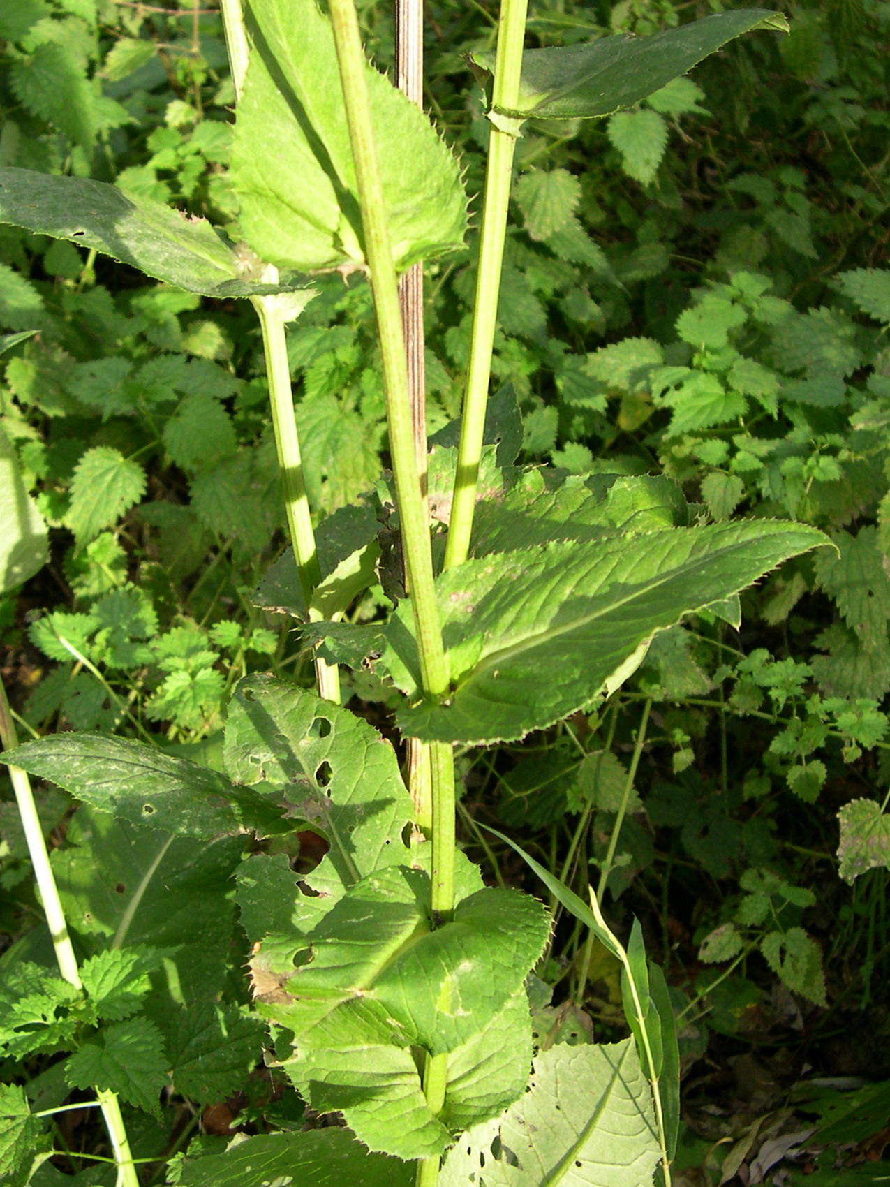 Afficher le média cirsium_oleraceum4md cirsium_oleraceum4md
