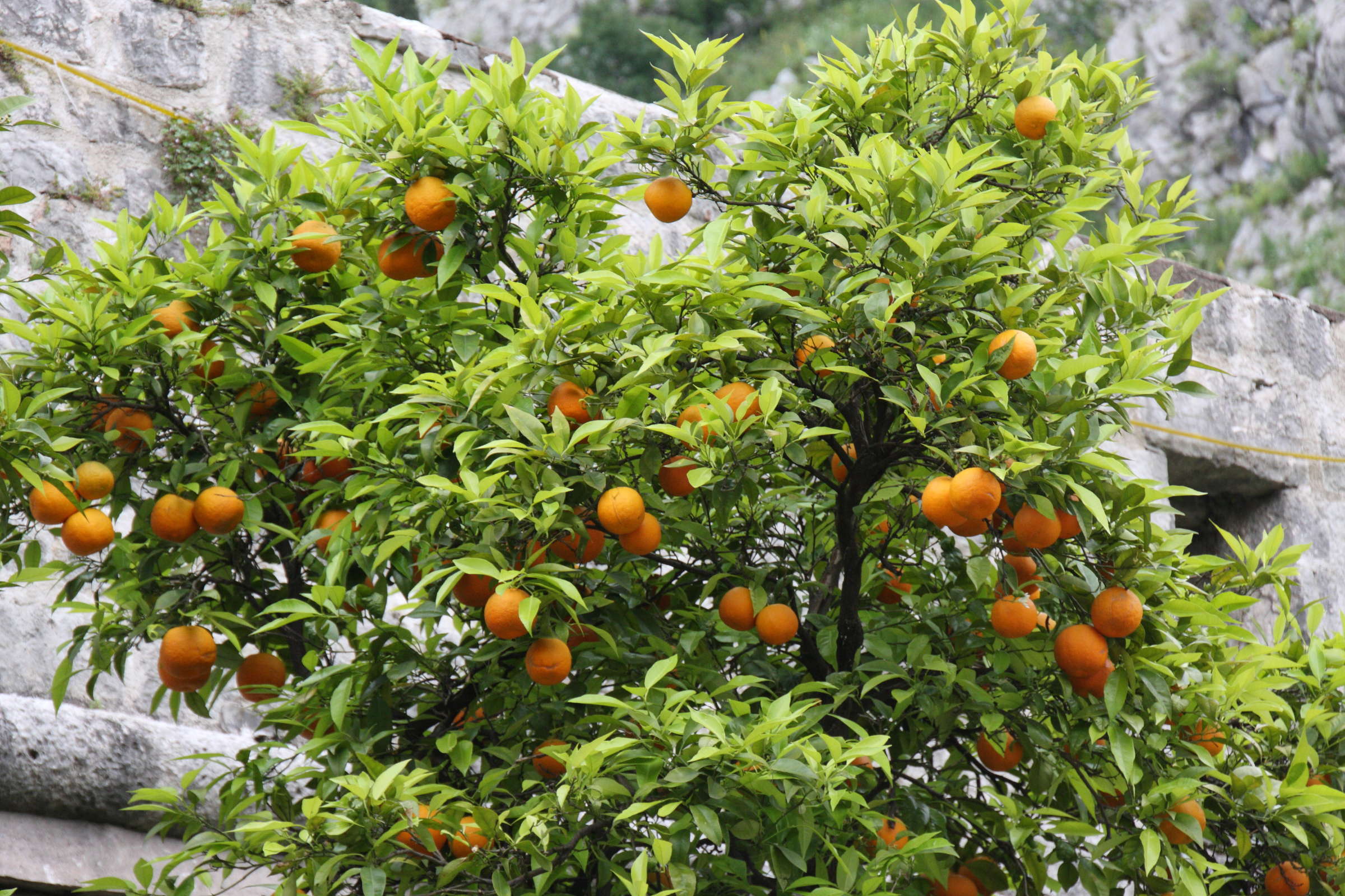citrus_sinensis4bd