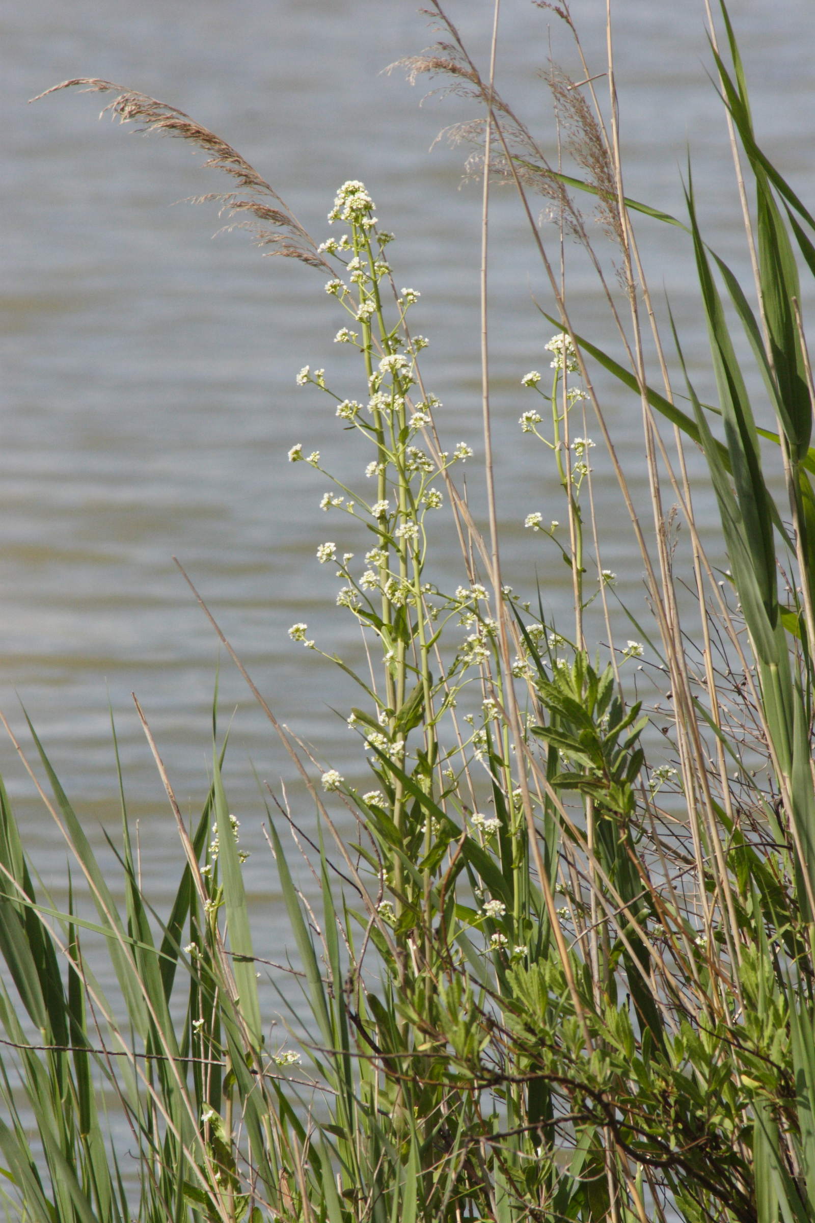 cochlearia_glastifolia3md