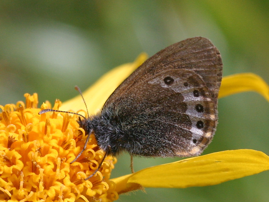 coenonympha_gardetta2bd