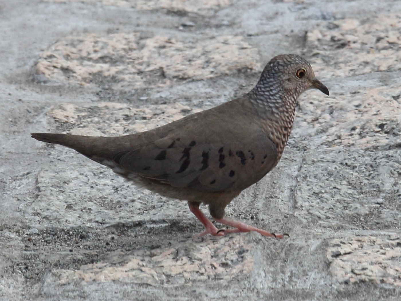 colombe_a_queue_noire_-_columbina_passerina3sd