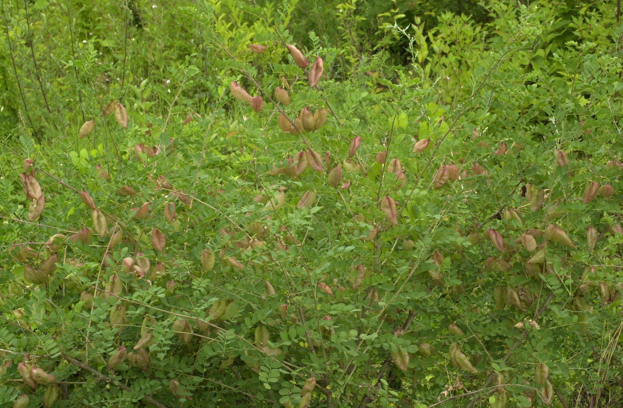 colutea_arborescens3md