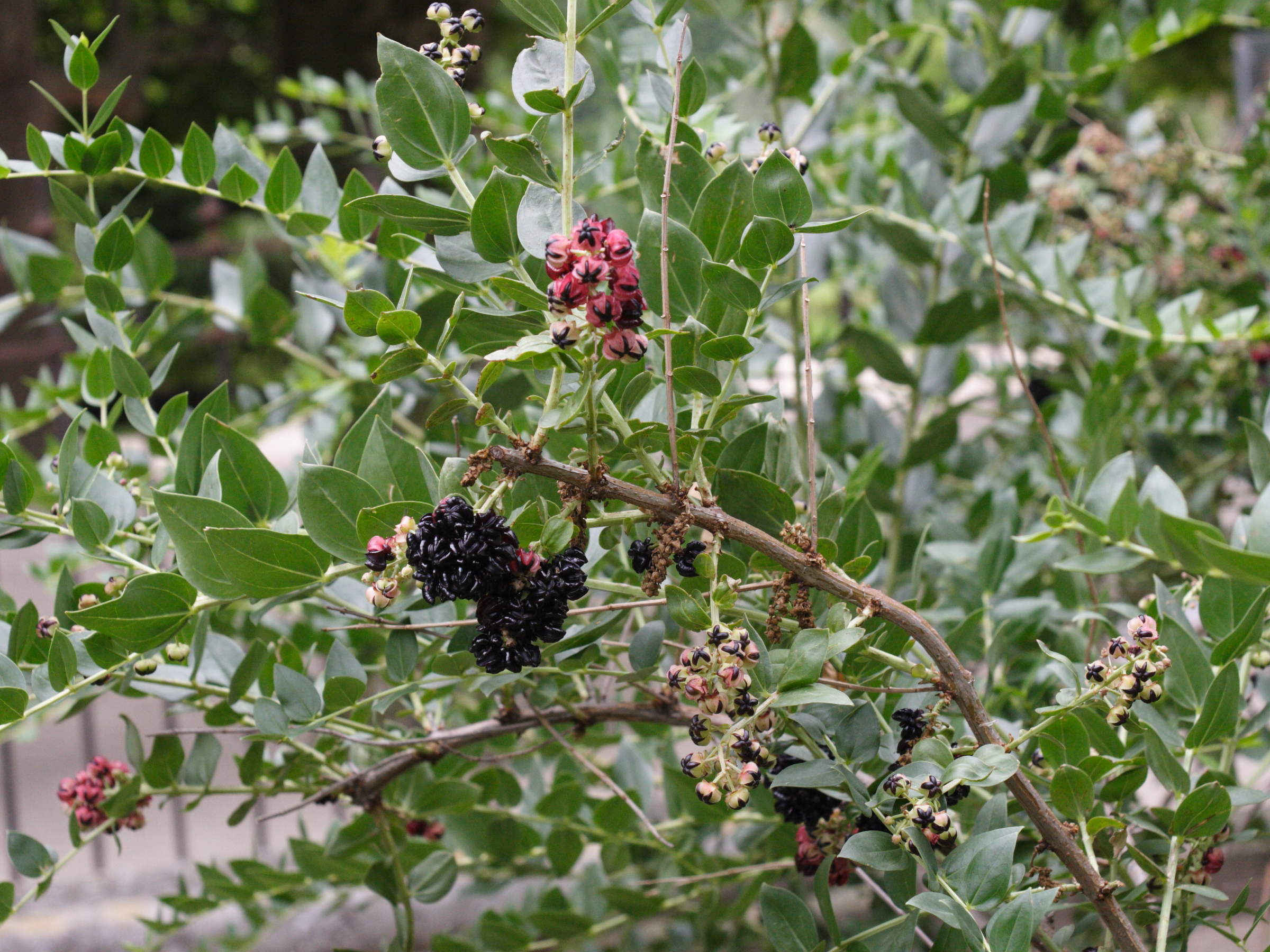 Afficher le média coriaria_myrtifolia1md coriaria_myrtifolia1md