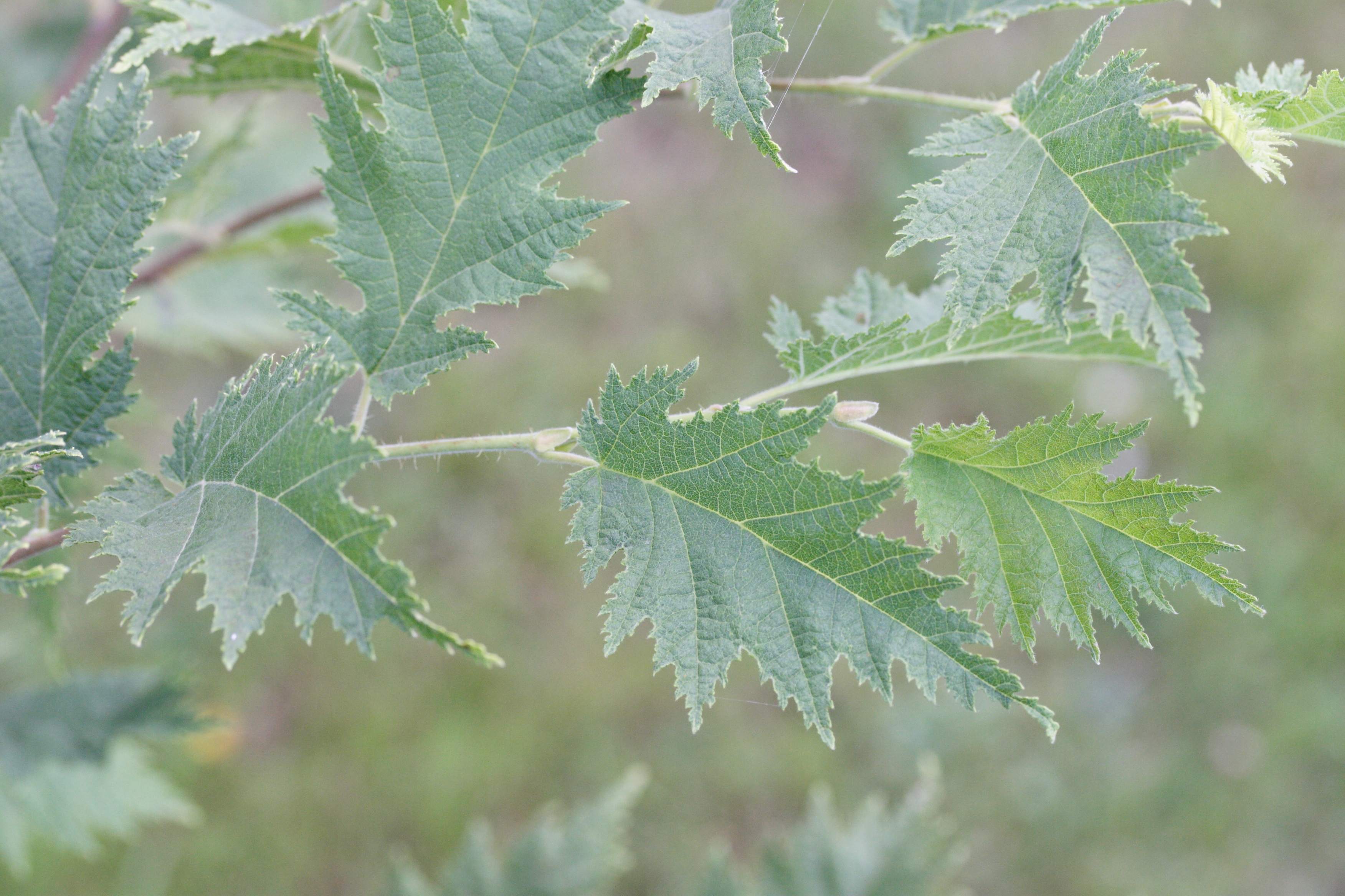 corylus_heterophylla2md