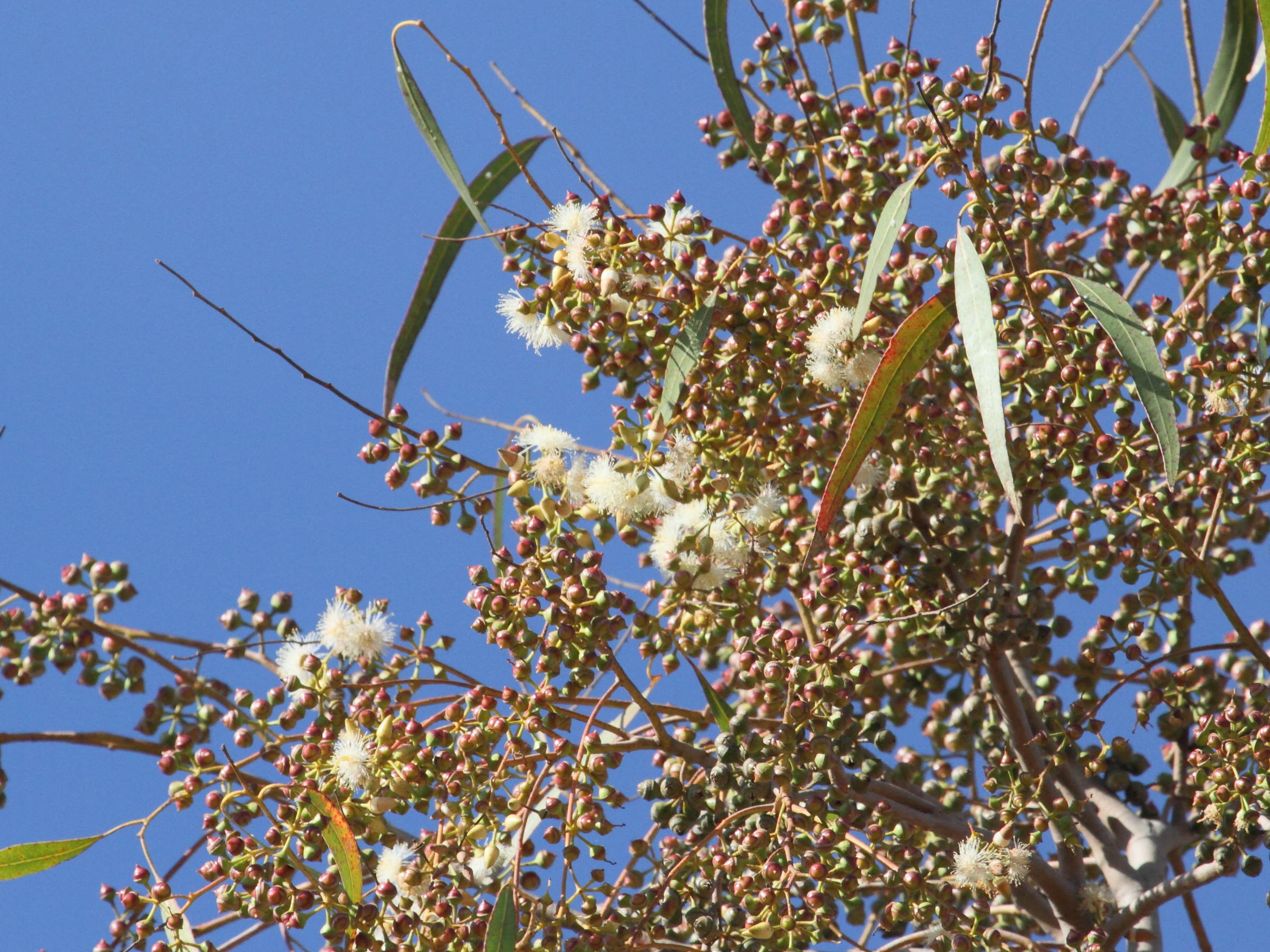 corymbia_citriodora1bd