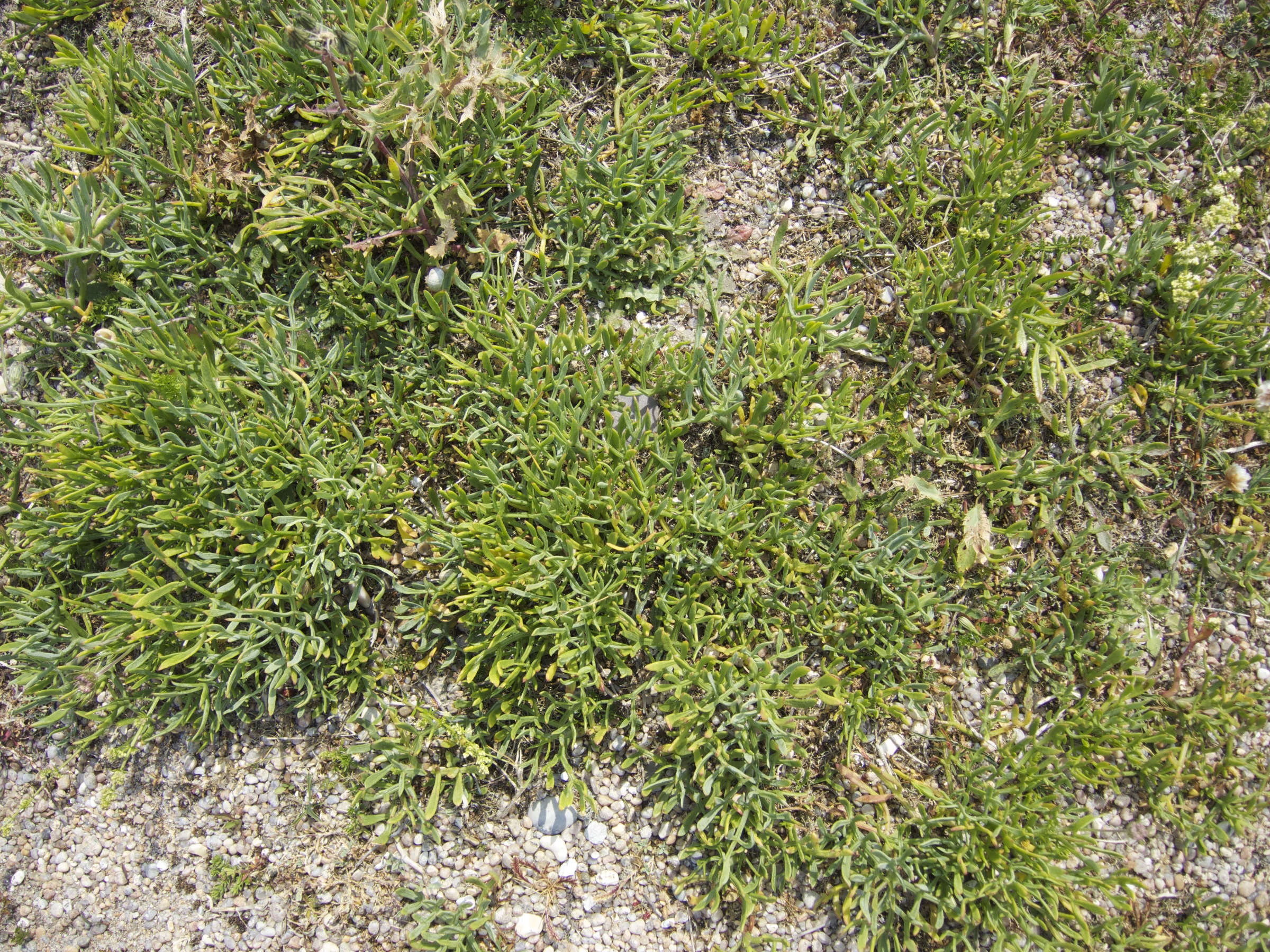 crithmum_maritimum1amd