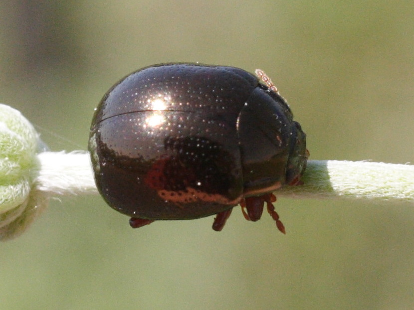 Afficher le média cryptocephalus_nitidus1md cryptocephalus_nitidus1md