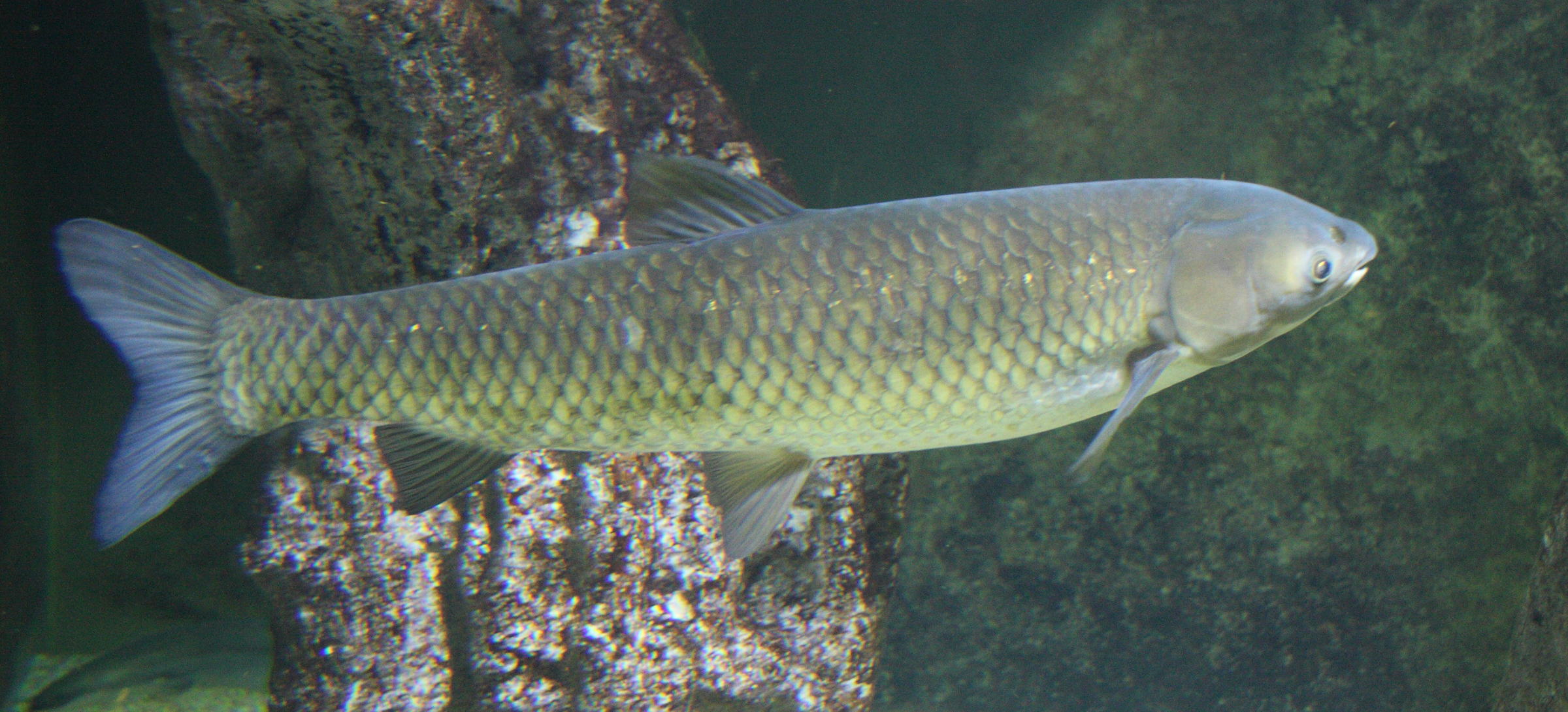 ctenopharyngodon_idella2sd