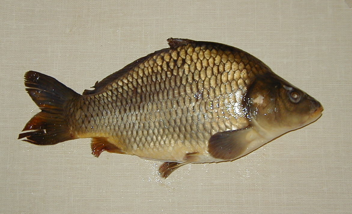 cyprinus_carpio2md