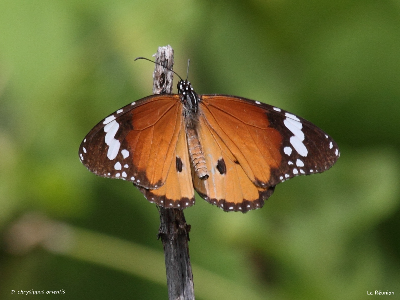 danaus_chrysippus_orientis1bd