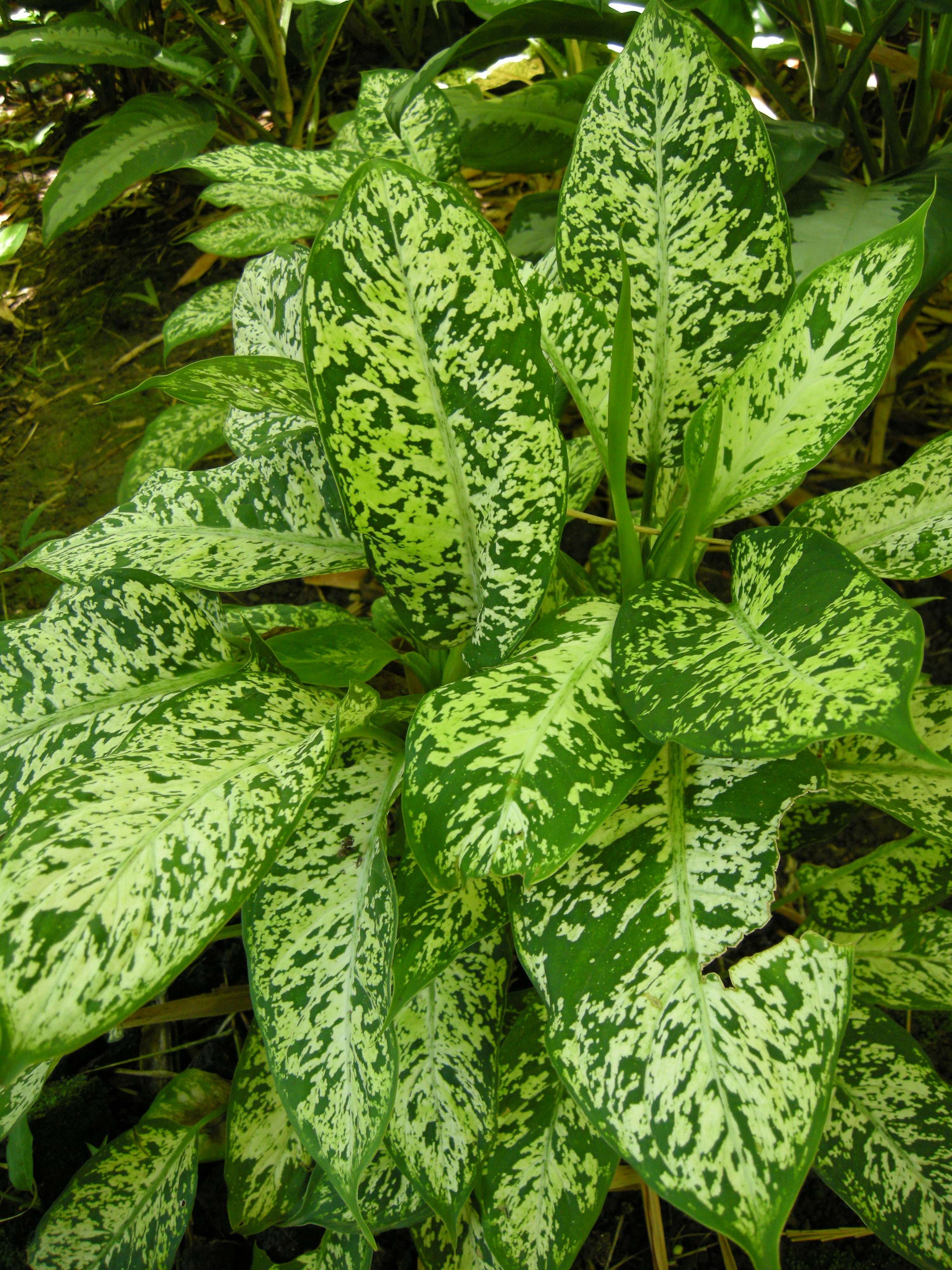 Dieffenbachia_seguine