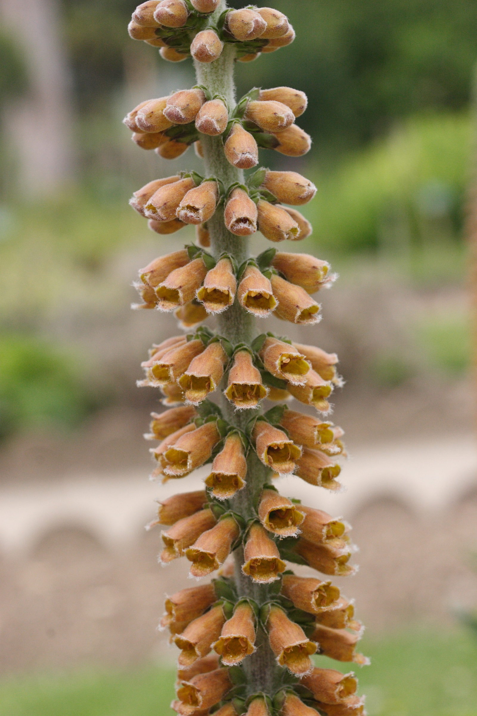 Afficher le média digitalis_ferruginea_ferruginea2md digitalis_ferruginea_ferruginea2md