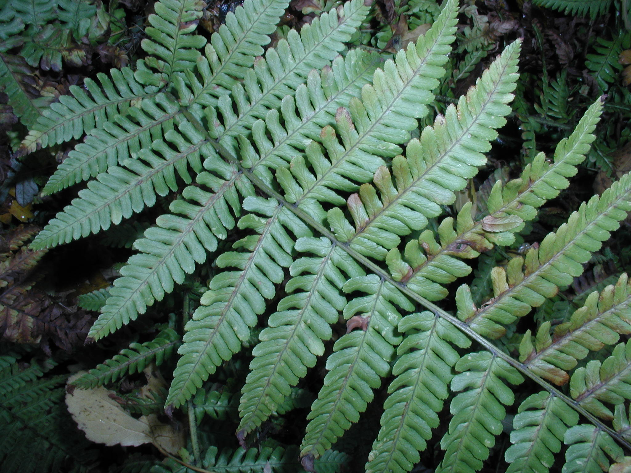 Afficher le média dryopteris_affinis_borreri3amd dryopteris_affinis_borreri3amd
